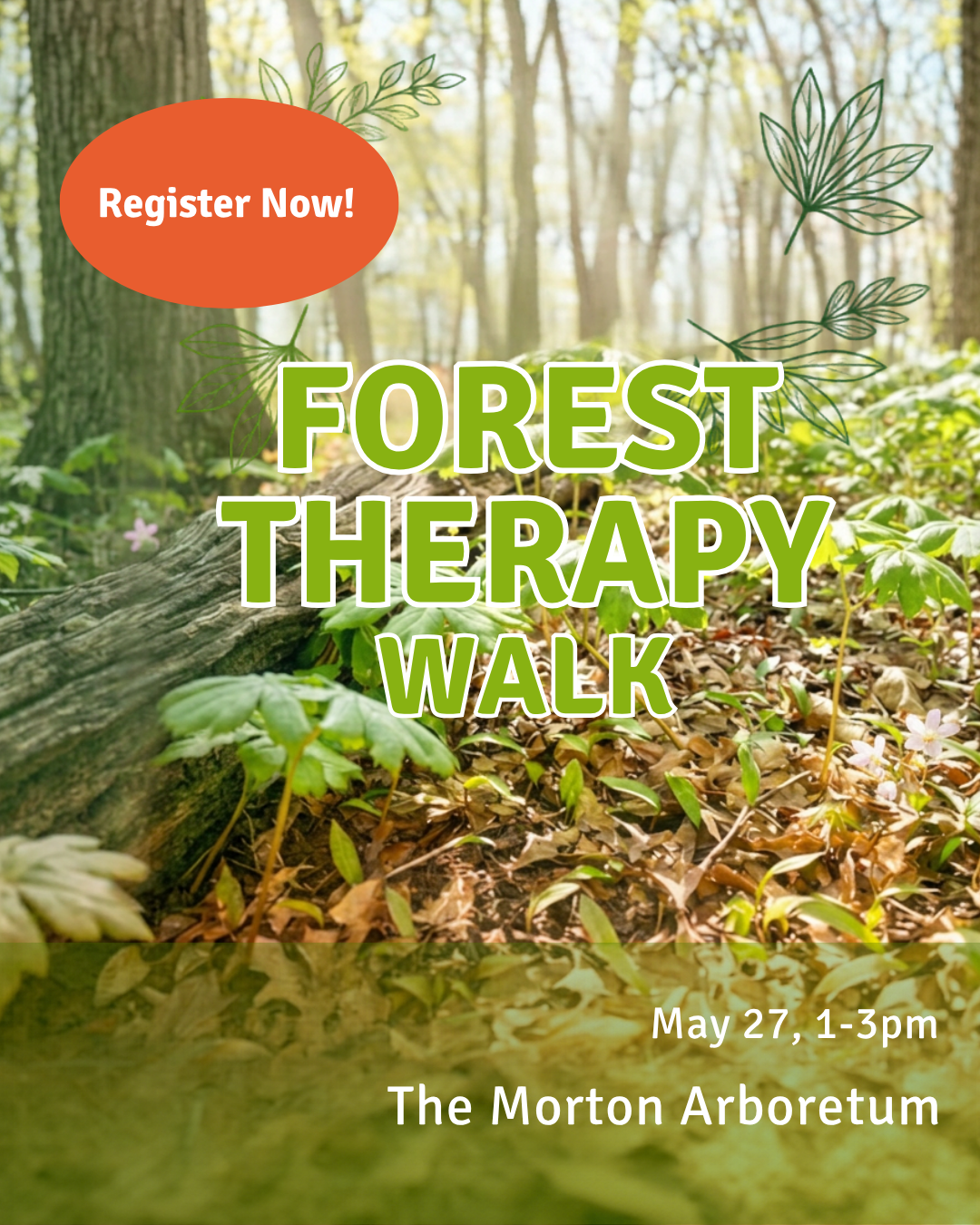 Mayapples on a forest floor, inviting the viewer to a forest therapy walk