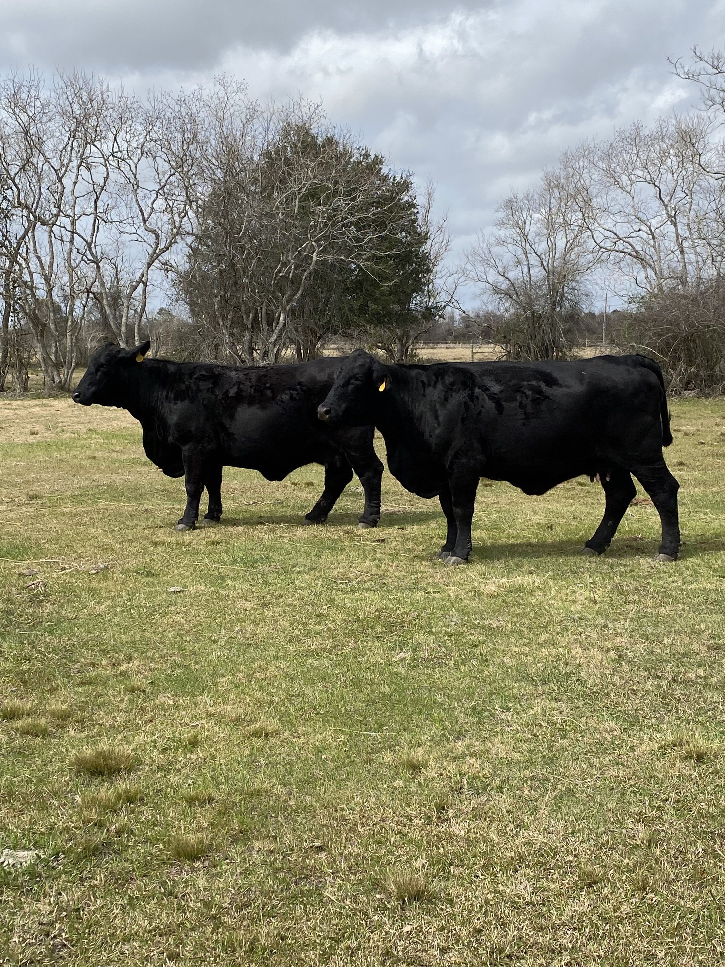 Life is Better with Cows Around