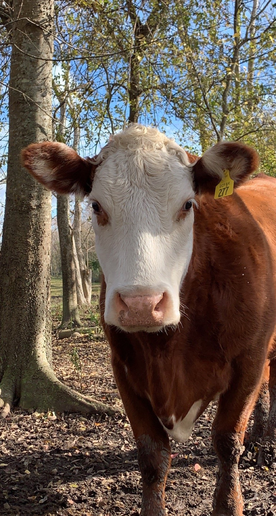 Lucy’s First Calf