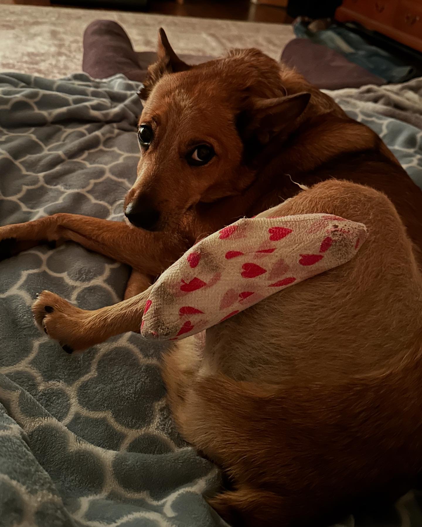 Wednesday means it&rsquo;s bandage change/check up day.  We&rsquo;re both feeling like princesses being chauffeured by Craig🤣. I love when he offers to go with so he can help get her in and out of the car! Hoping for good news regarding the swelling