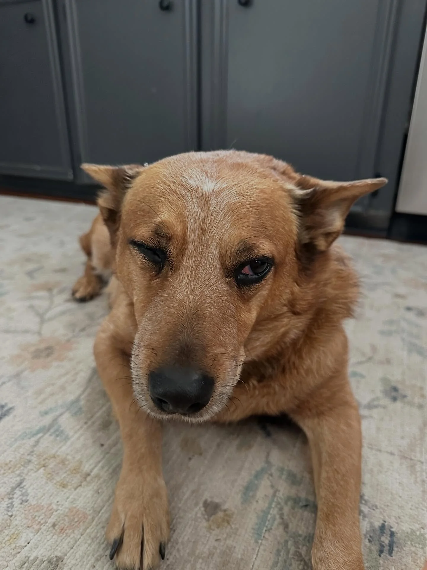 Now taking donations for bubble wrap for this girl of mine. 🙄
She was playing outside and the wind pushed the wood part of the hammock towards her right as she was walking past. Clocked her pretty good.  She&rsquo;s pretty pitiful right now.  #adven