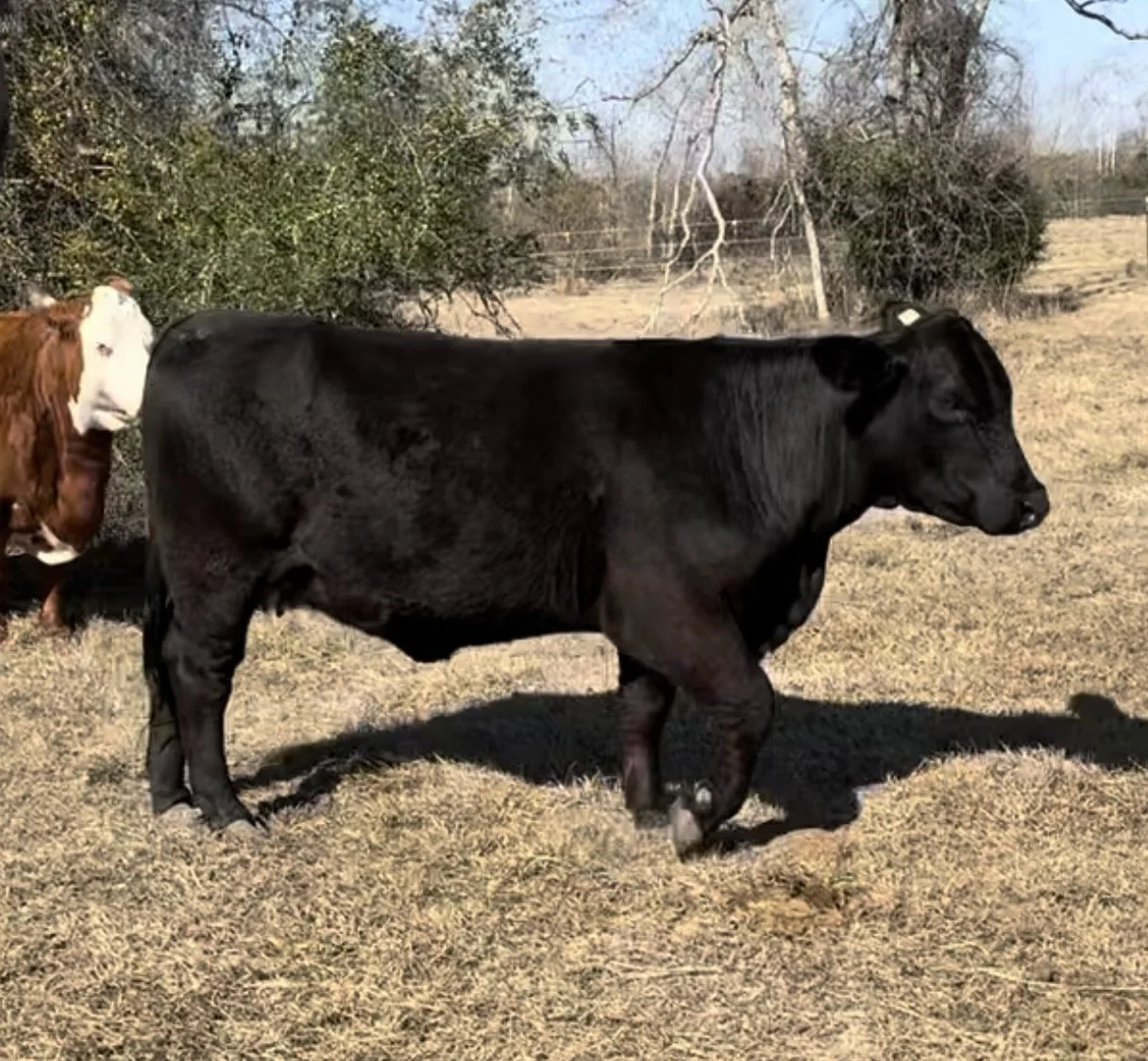 GK Miss Lightning Sire: TC Paragon 30D4 Dam: GK Miss Loretta 594C
