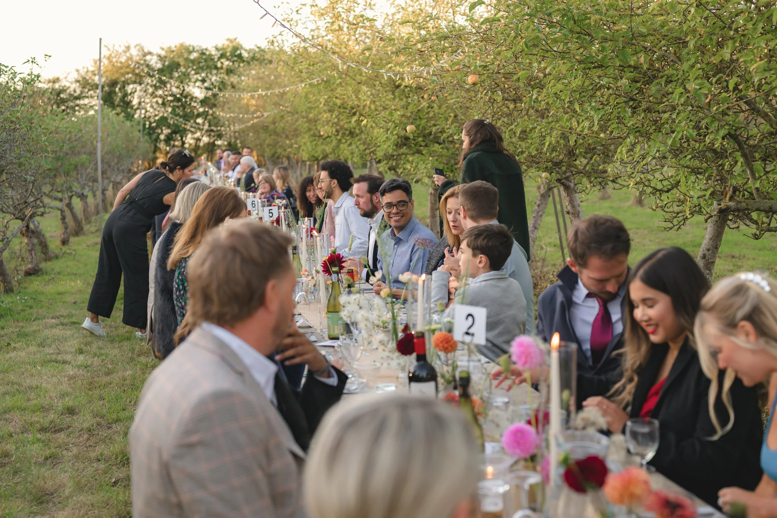 People sitting at a long outdoor dinner table among apple trees during sunset, with string lights overhead, celebrating at a festive gathering.