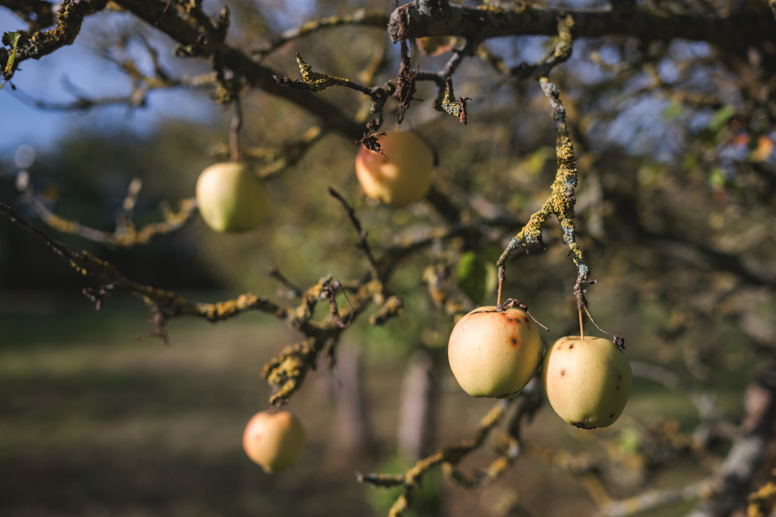 A close-up of apples hanging from a tree branch, with some apples showing spots and the background blurred with a blue sky.