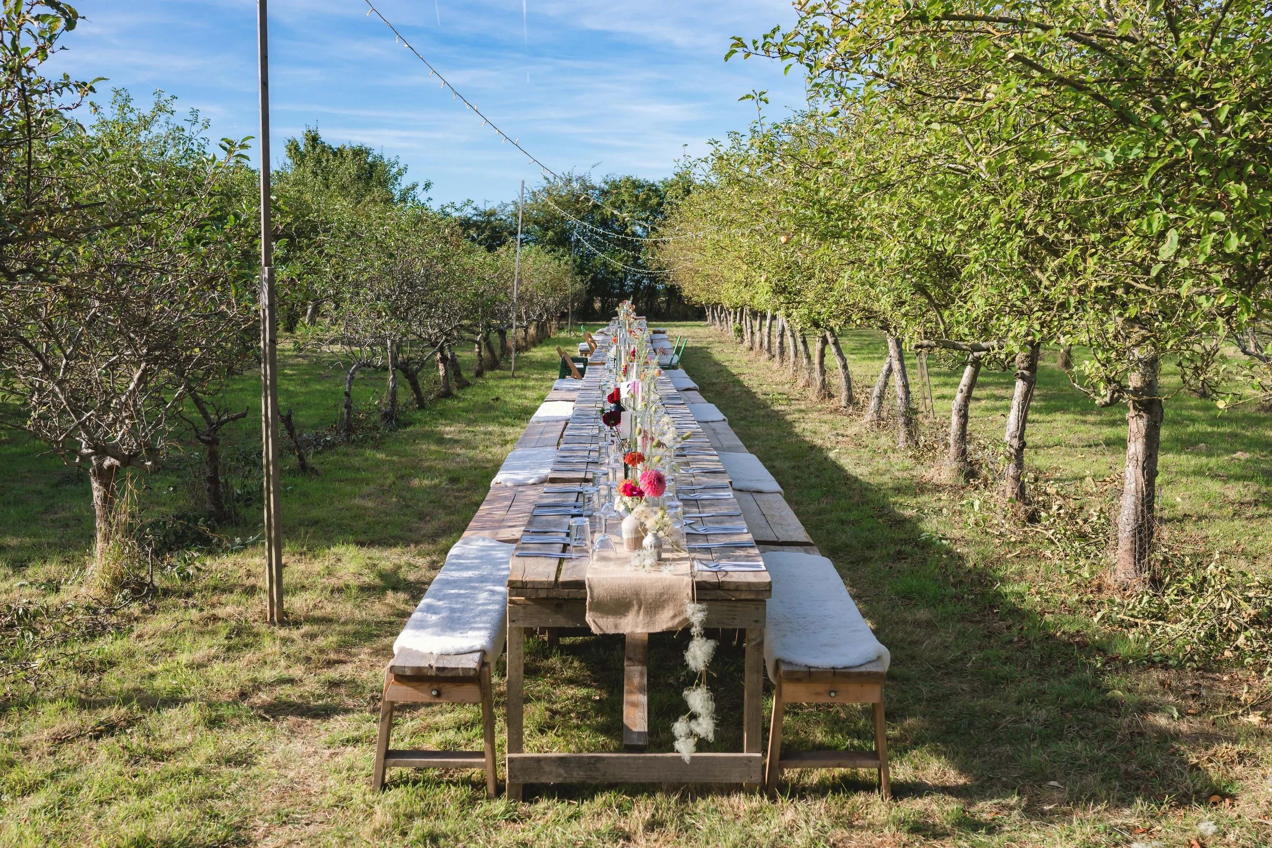 Long outdoor dining table set in an orchard with trees on both sides, decorated with flowers and tableware, under string lights.