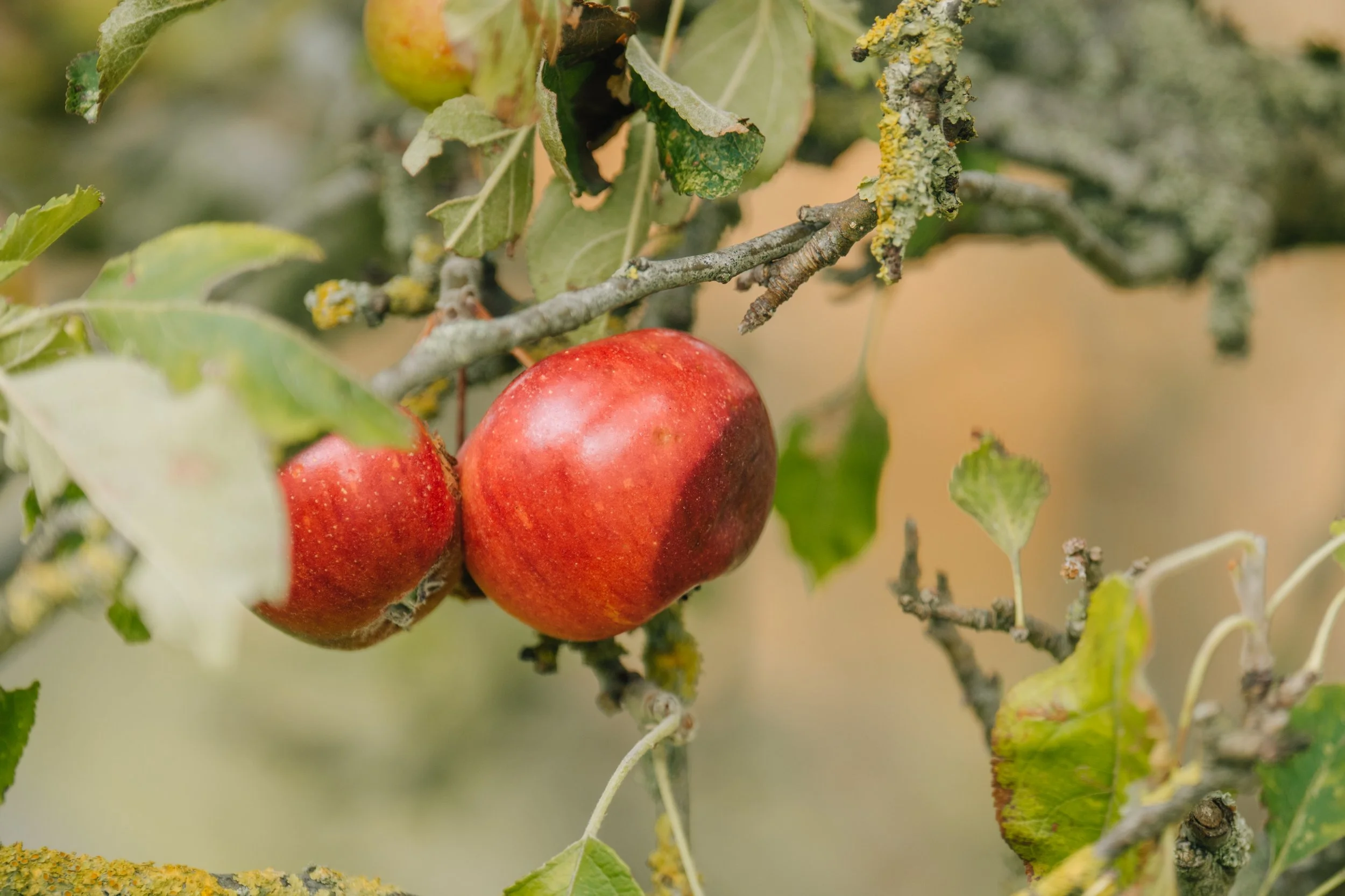 Two ripe red apples hanging from a tree branch among green and yellow leaves, with some signs of disease or damage on the leaves and branches.