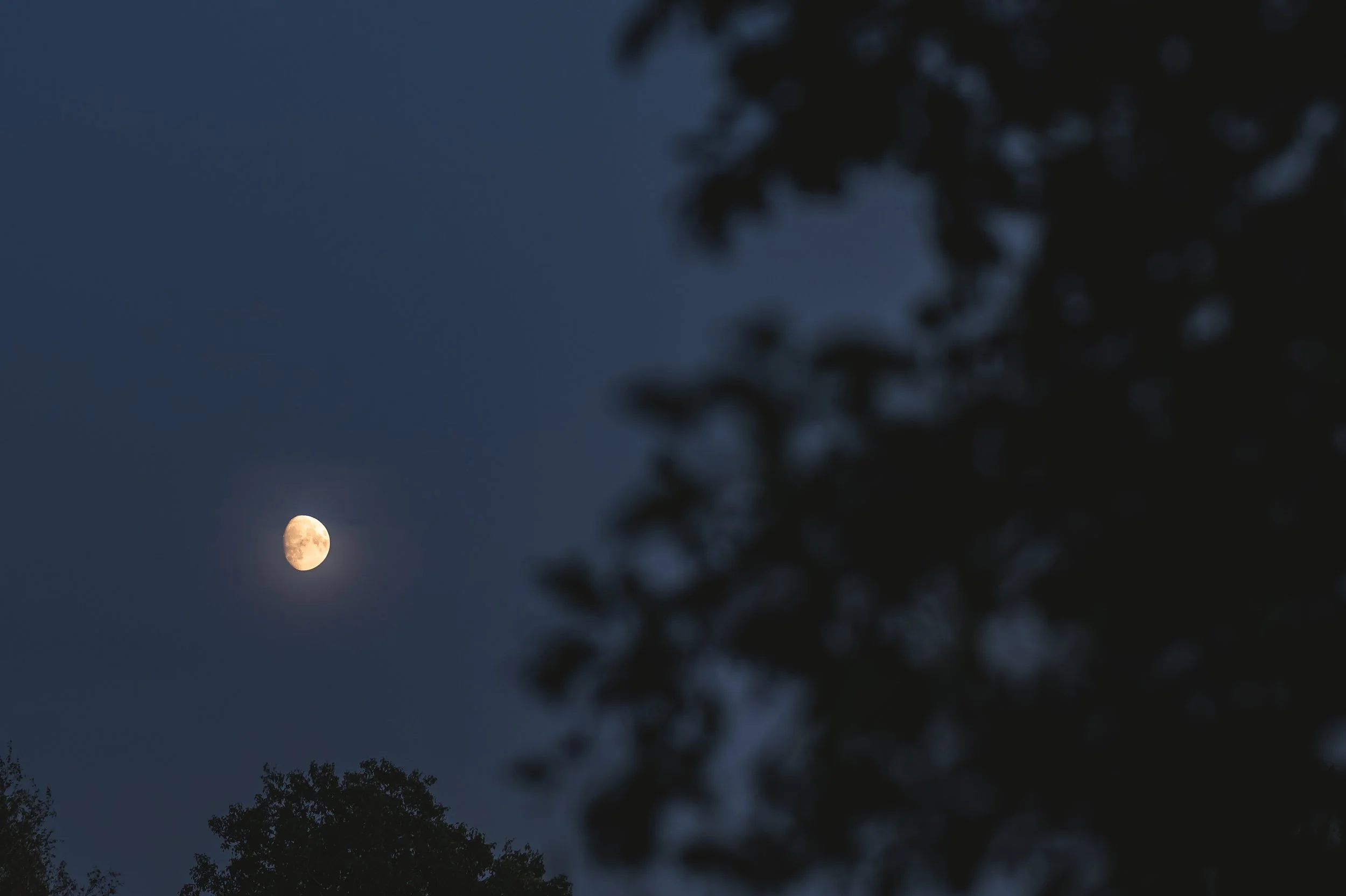The moon in a dark blue night sky with silhouetted tree branches in the foreground.
