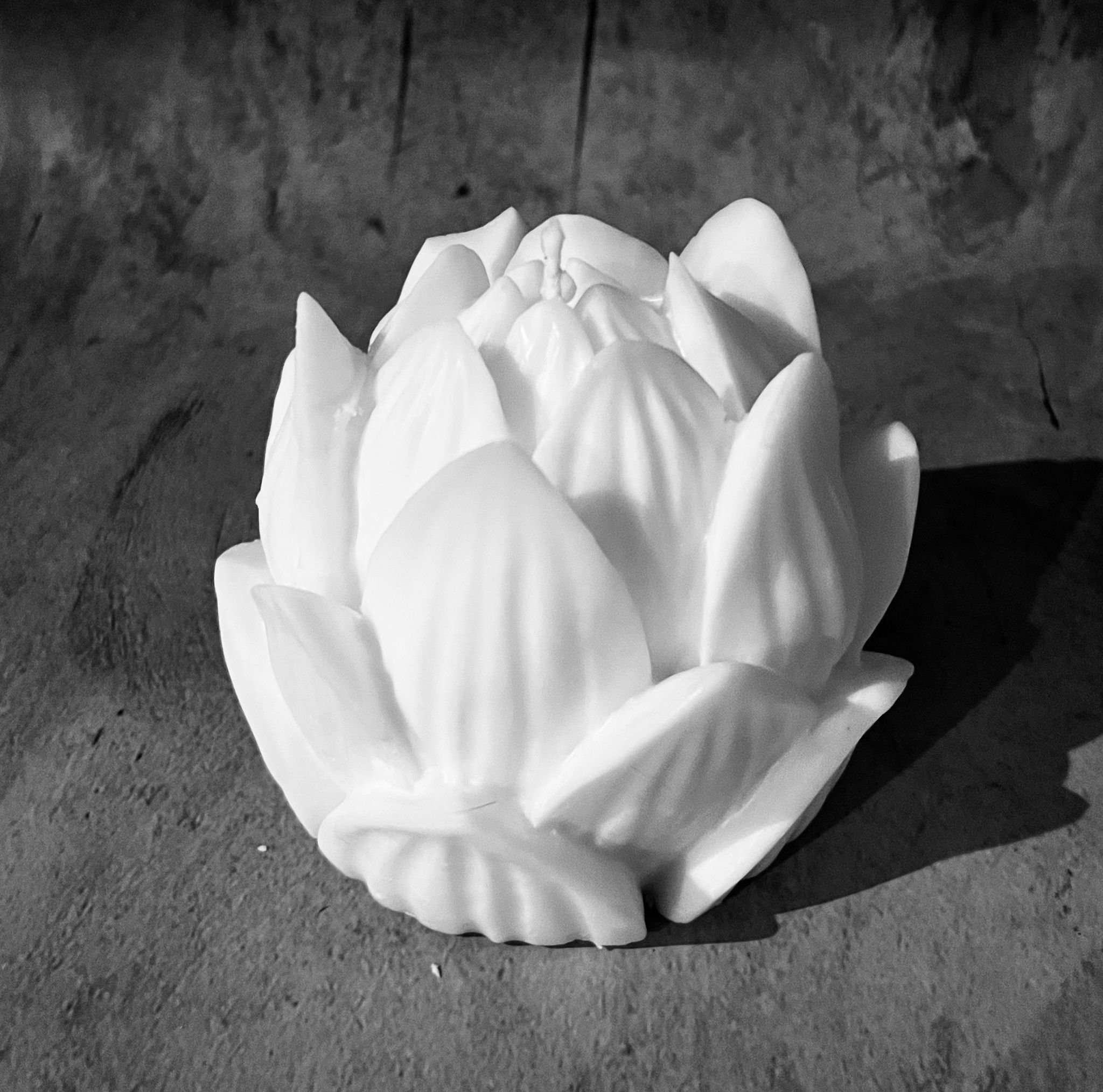 Lotus