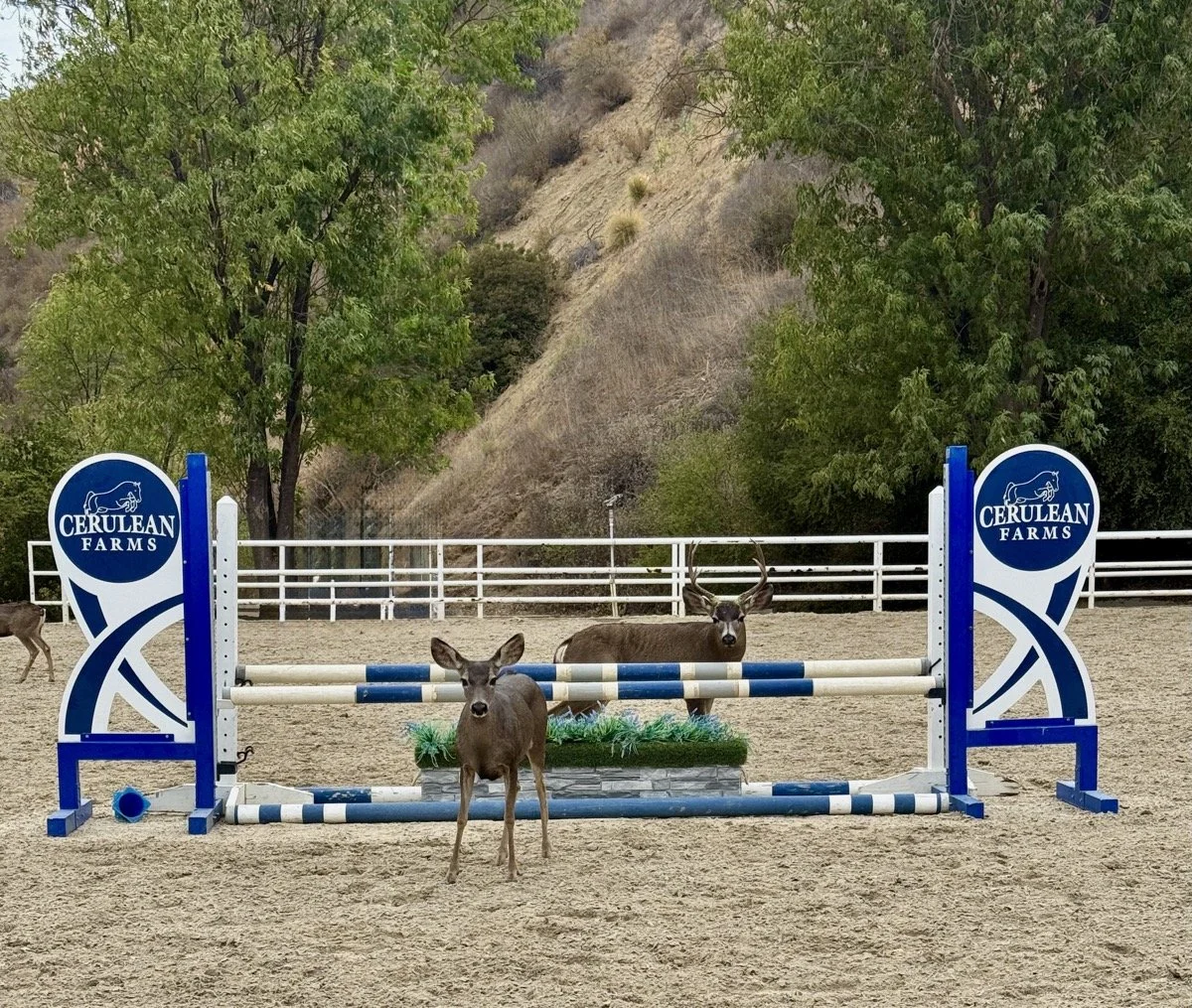 Logo jump deer.jpeg