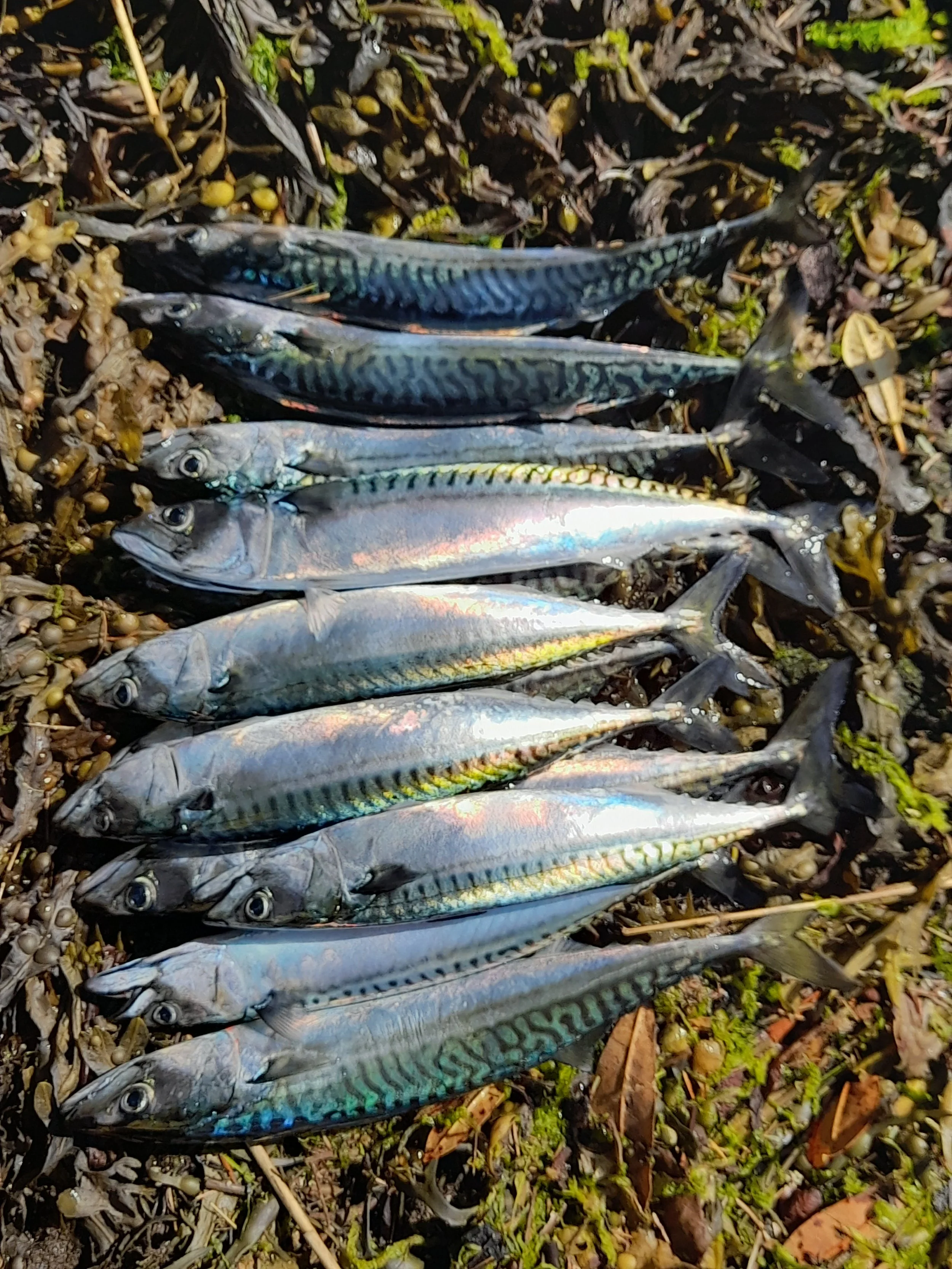 Mackerel Fishing Part 2 — Loch Riddon Bothy Argyll, Scotland