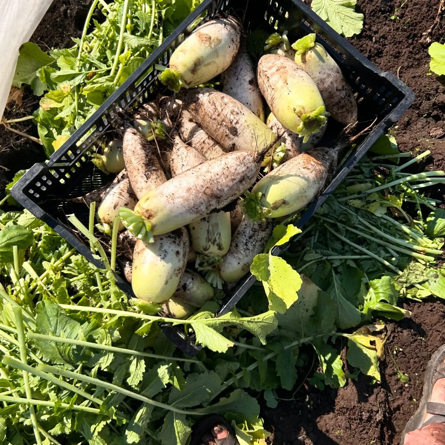 Back to farming content.  We accidentally grew some big (and beautiful) daikons. 

I was literally loosing sleep the last couple weeks as I knew they we&rsquo;re only getting bigger but we just didn&rsquo;t have capacity to get them dug (and washed).