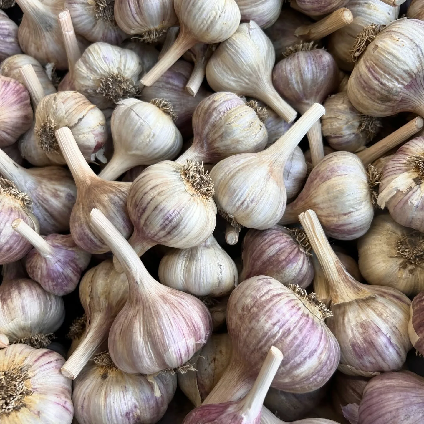 Finally got the garlic crop cleaned up! 

We will have music and the last of the turban garlic for sale tomorrow.  Pictured here is red chesnock and we also have Korean Red to roll out. 🤞 I will make the first round of braids on Monday. 

Feels so g