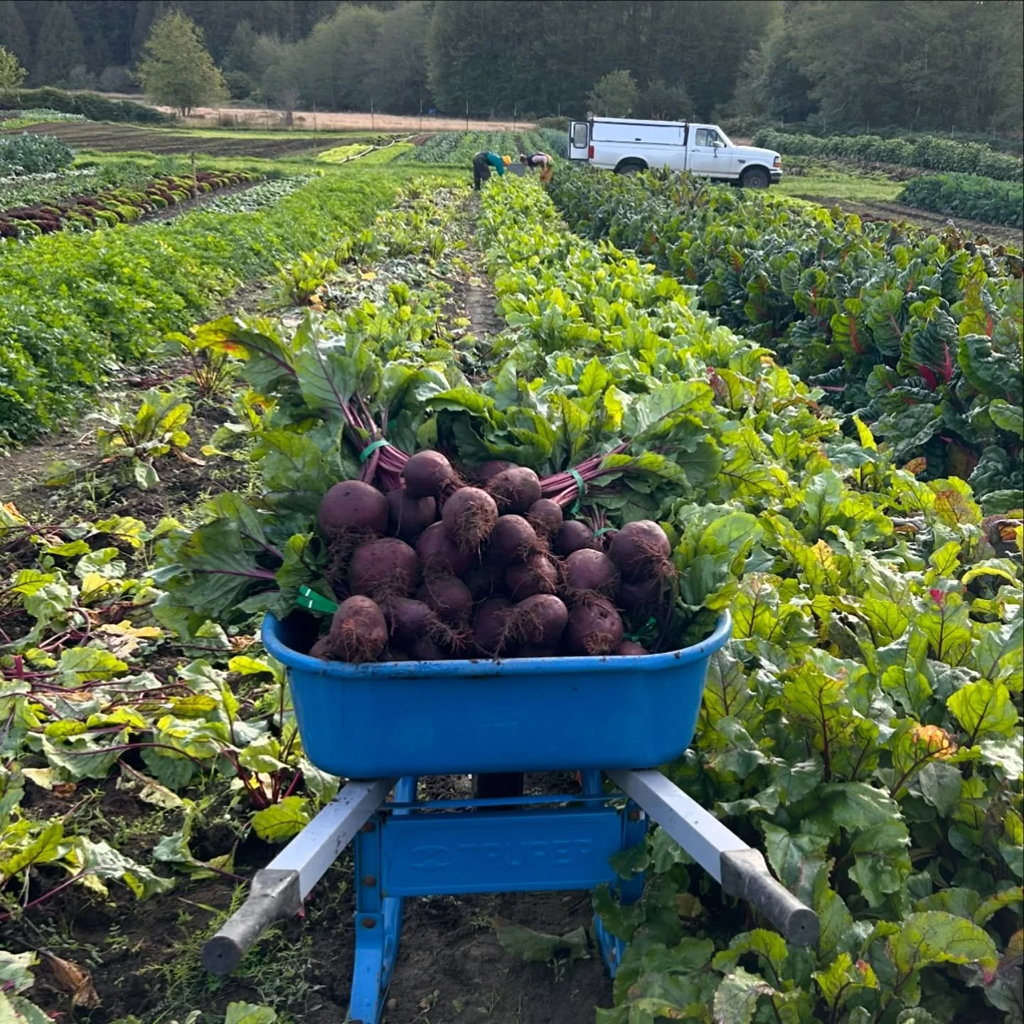 Beets, beets, so many beets. 

Solid food security!  We will most definitely have them for sale well into 2026.  We probably have about a month left on bunched beets. 

Anybody need a couple hundred pounds?  We got you. 

Are you a home canner and wa