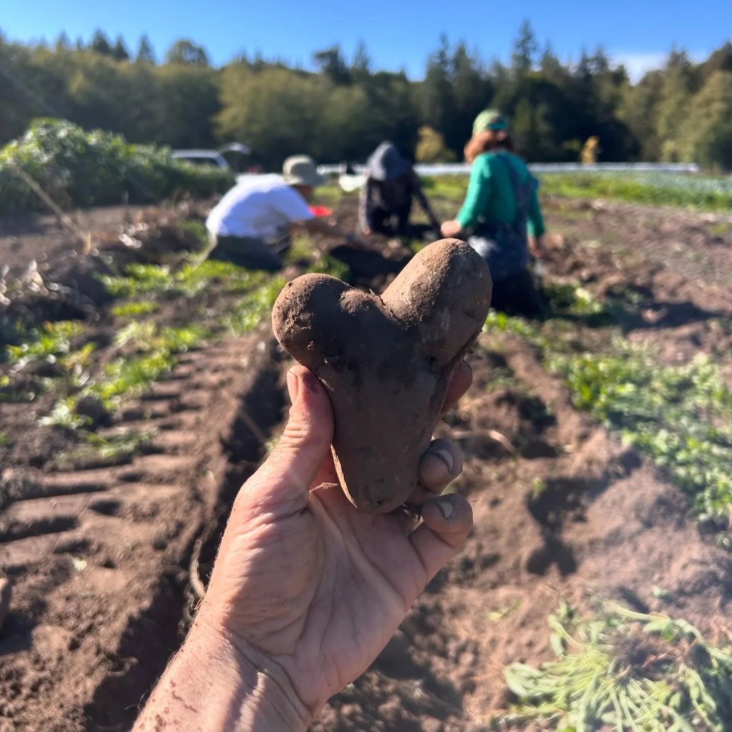 Such a big week!  We got all the potatoes AND winter squash out of the field.  This post is dedicated to potatoes, I shall come back to squash. 

We were able to borrow a potato digger.  Such a game changer!  After years and years of hand digging our