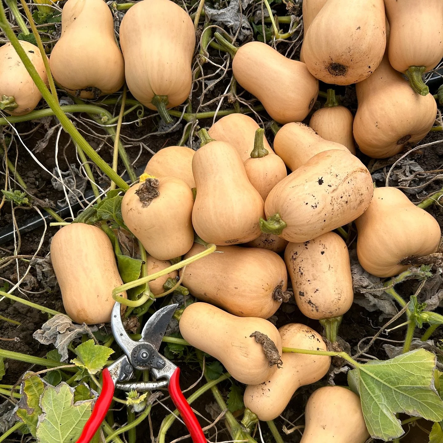 Winter Squash!  Aka heavy lifting season is solidly underway.  We grew a great crop this year and after the cold temps this week I&rsquo;m extra grateful we busted our buts getting all the squash tucked into storage last week. 

We have a thoughtfull