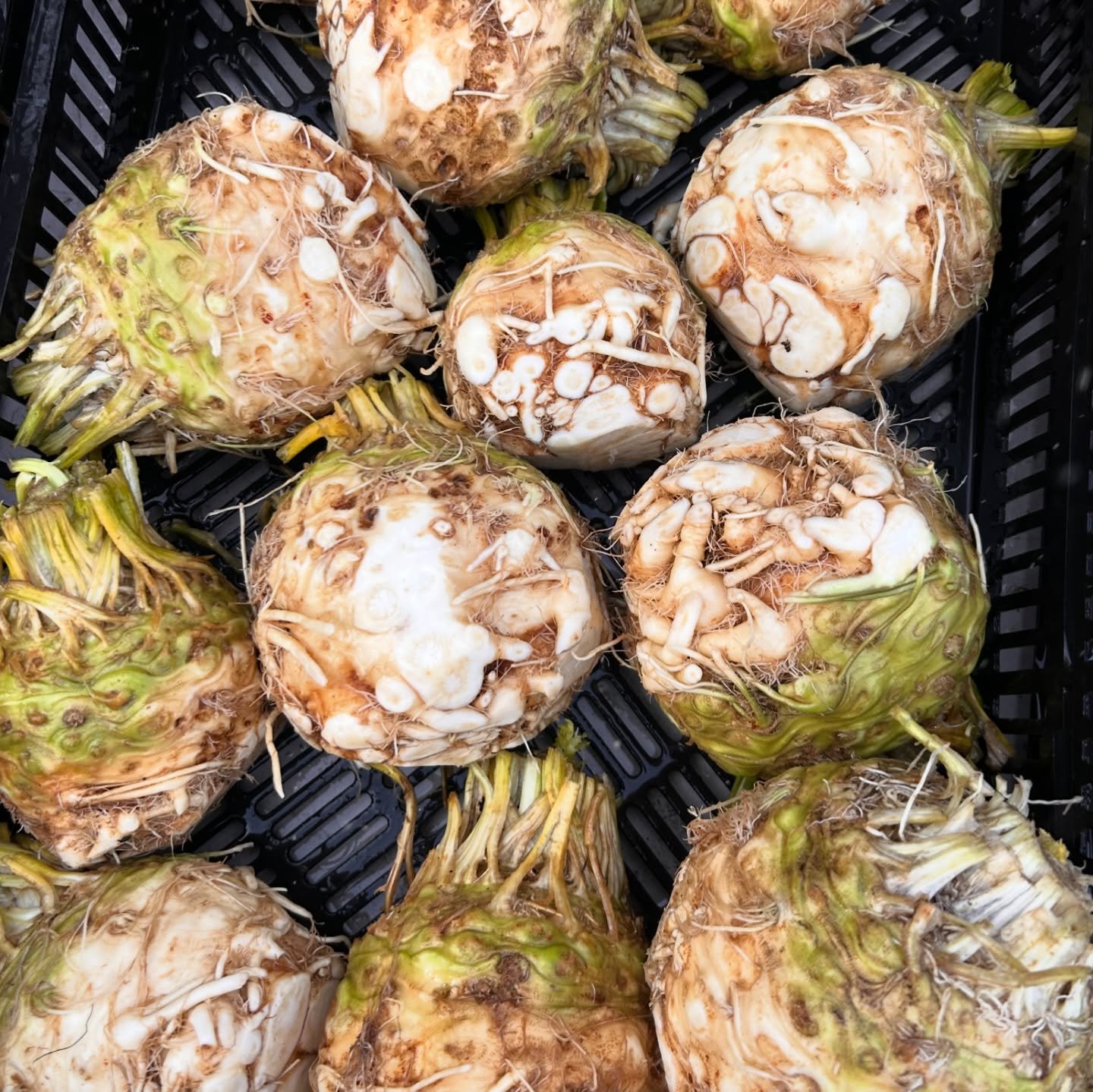 It&rsquo;s hard to pick a favorite vegetable.  If I had to narrow it down right now it would be celeriac and onions. 

Not necessarily together but definitely sometimes&hellip; 

Are you even cooking if you don&rsquo;t use an onion?  It&rsquo;s a piv