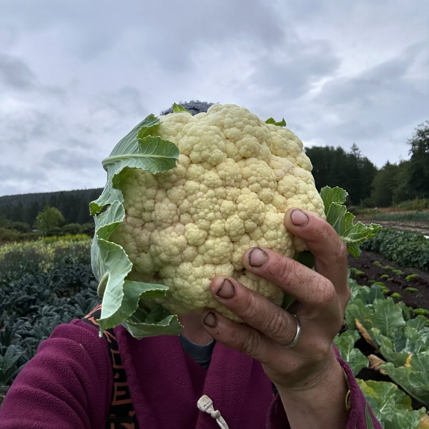 We&rsquo;re still in the midst of hiring at Chimalow Produce!  It&rsquo;s not too late to throw your hat in the ring. 

Packshed Lead &amp; Field Crew Positions 

Find all the details on our website www.chimalowproduce.com (link in the bio).