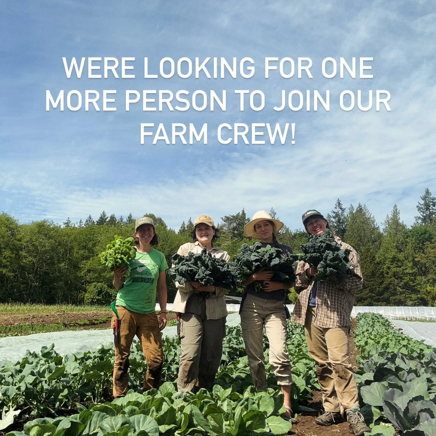 In an unexpected turn of events, we are still looking to fill our last crew position! 

Will it be you? 

Part time May-October. 
To apply send me your resume with a cover letter and references.  Laura@chimalowproduce.com

Check out all the details o