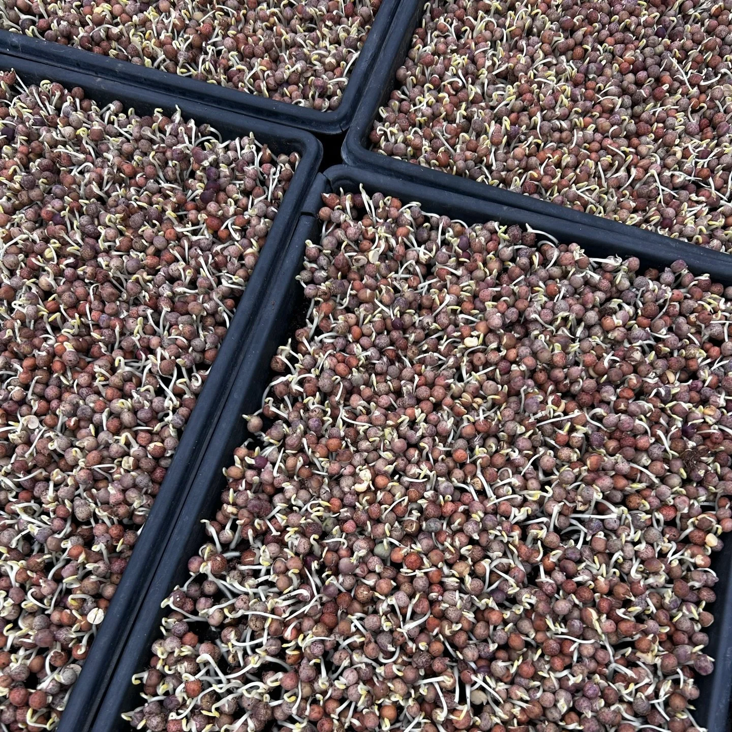 It&rsquo;s baby plant season!  Future pea greens and broccolini. 

I took these photos yesterday and it&rsquo;s crazy how much they grew since then.