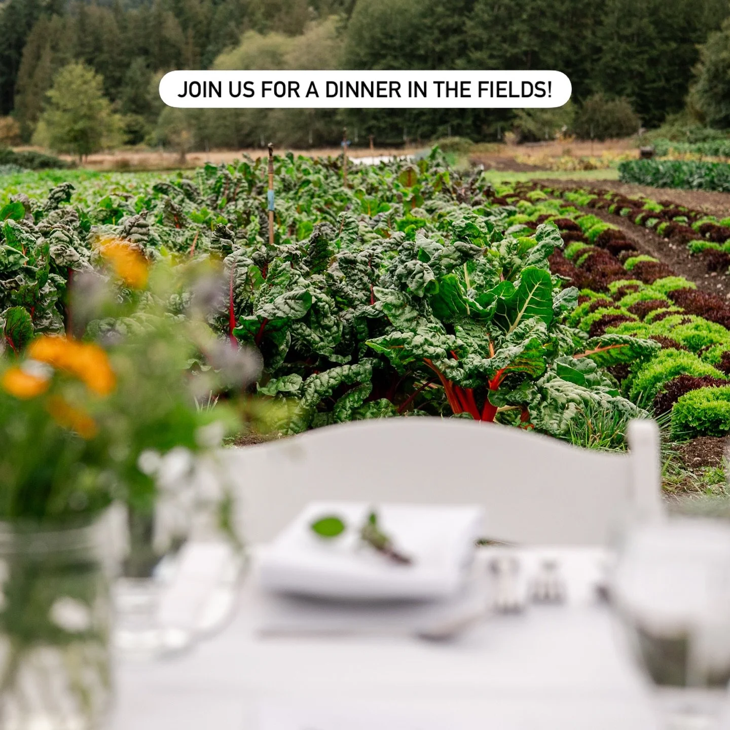 Mark your calendar ✨ Aug 23, 2026 ✨ You don&rsquo;t want to miss this years dinner in the fields with Aimee @planted_pt. 

It has always been a dream of mine to partner with a chef in order to bring our customers the best food experience possible.  D