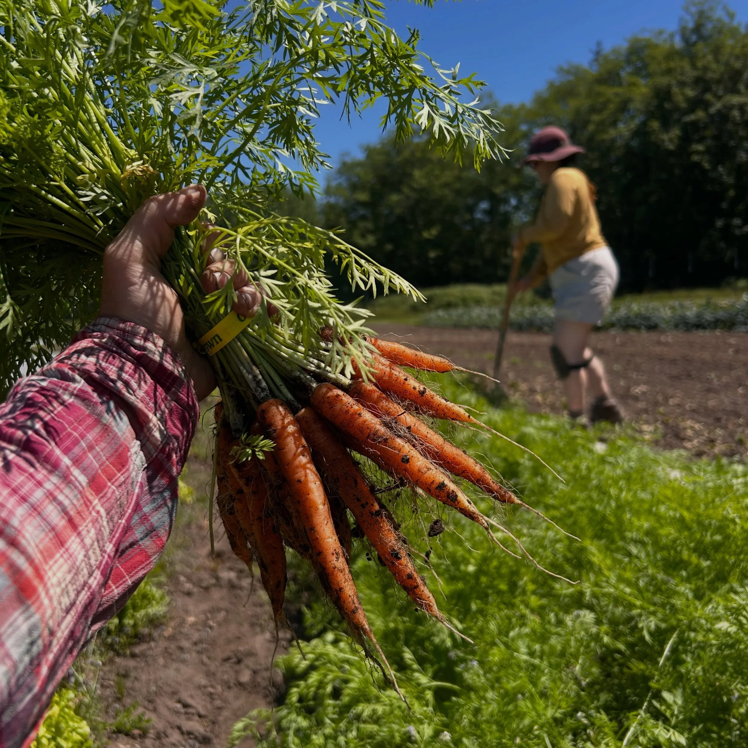 Harvest season is in full swing! 

It was a big day.  Today we harvested for the first CSA, first Wednesday farmers market as well as many wholesale accounts.  We dug the first carrots, bunched the first green onions, cut the first romaine heads, har