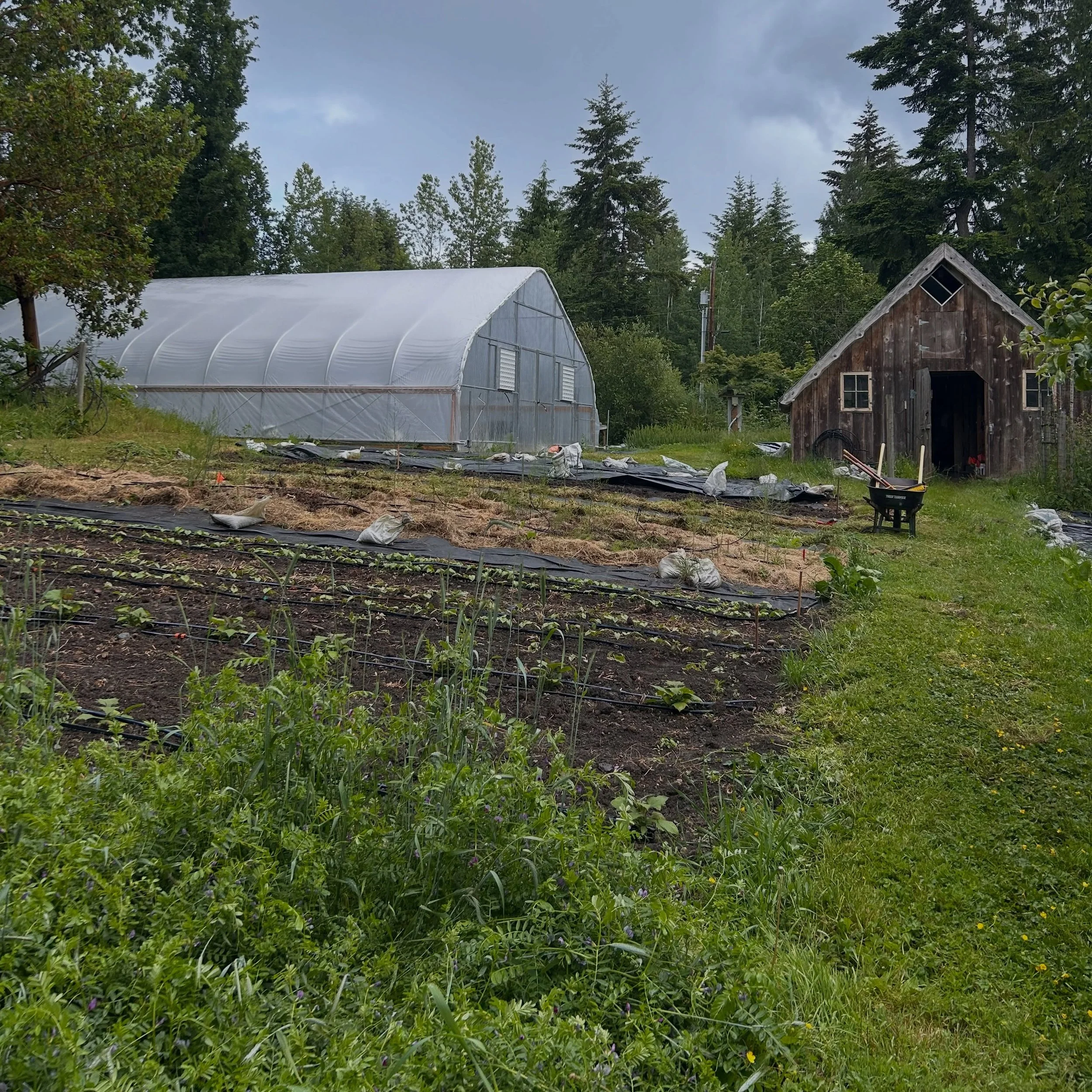 Weekend vibes at the home farm. 

I&rsquo;m still figuring out what the long range vision is for this garden space. 

This season Colin and I are growing a bunch of dry beans.  The farm is growing some Yacon here.  And the greenhouse has some peppers