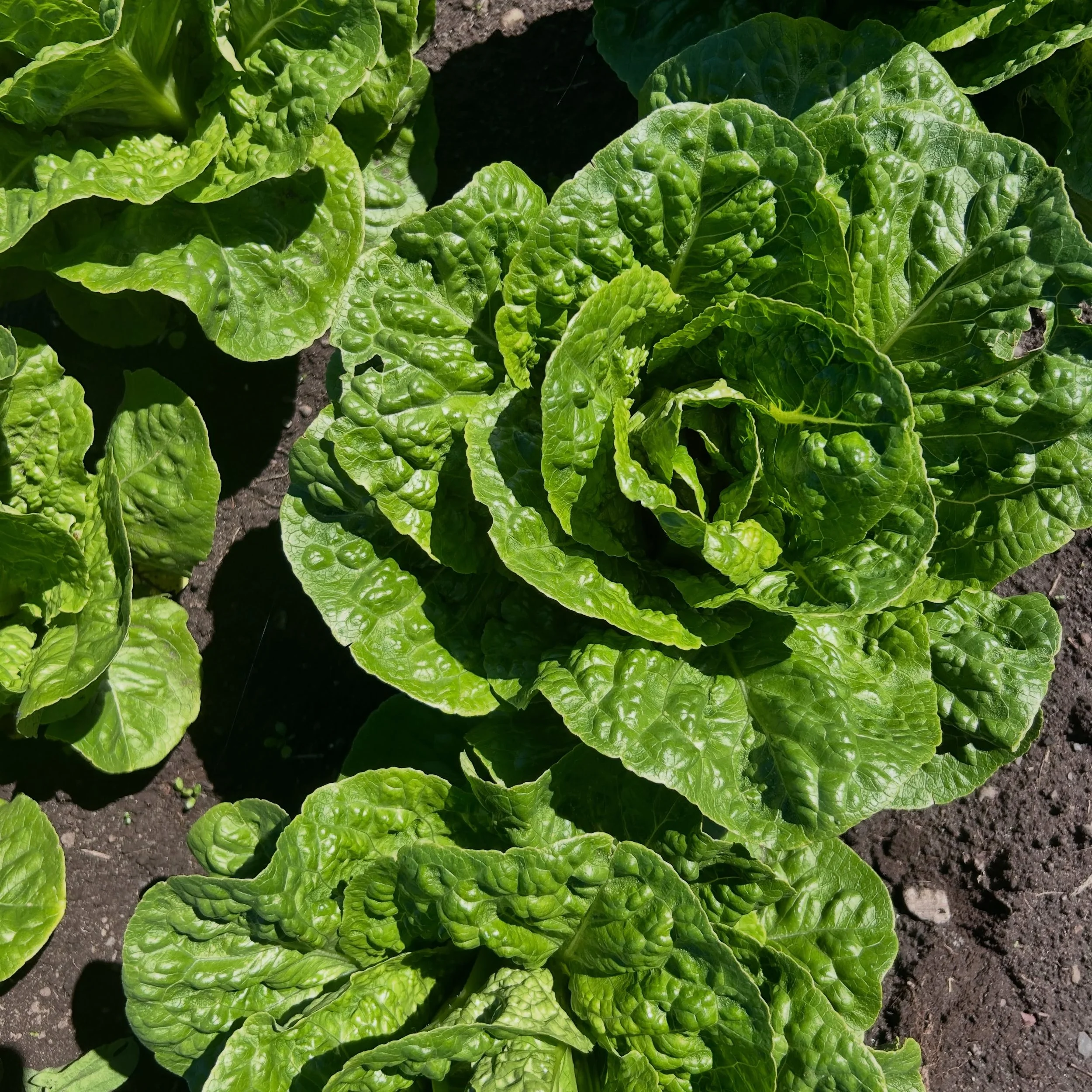 Romaine!  It&rsquo;s a new crop to us.  I love eating romaine and I have always enjoyed buying it from others.  But I thought why not give it a try. 

I&rsquo;m blown away by how delicious it is.  Burger bowls, ceaser salad, taco salad&hellip; you ju
