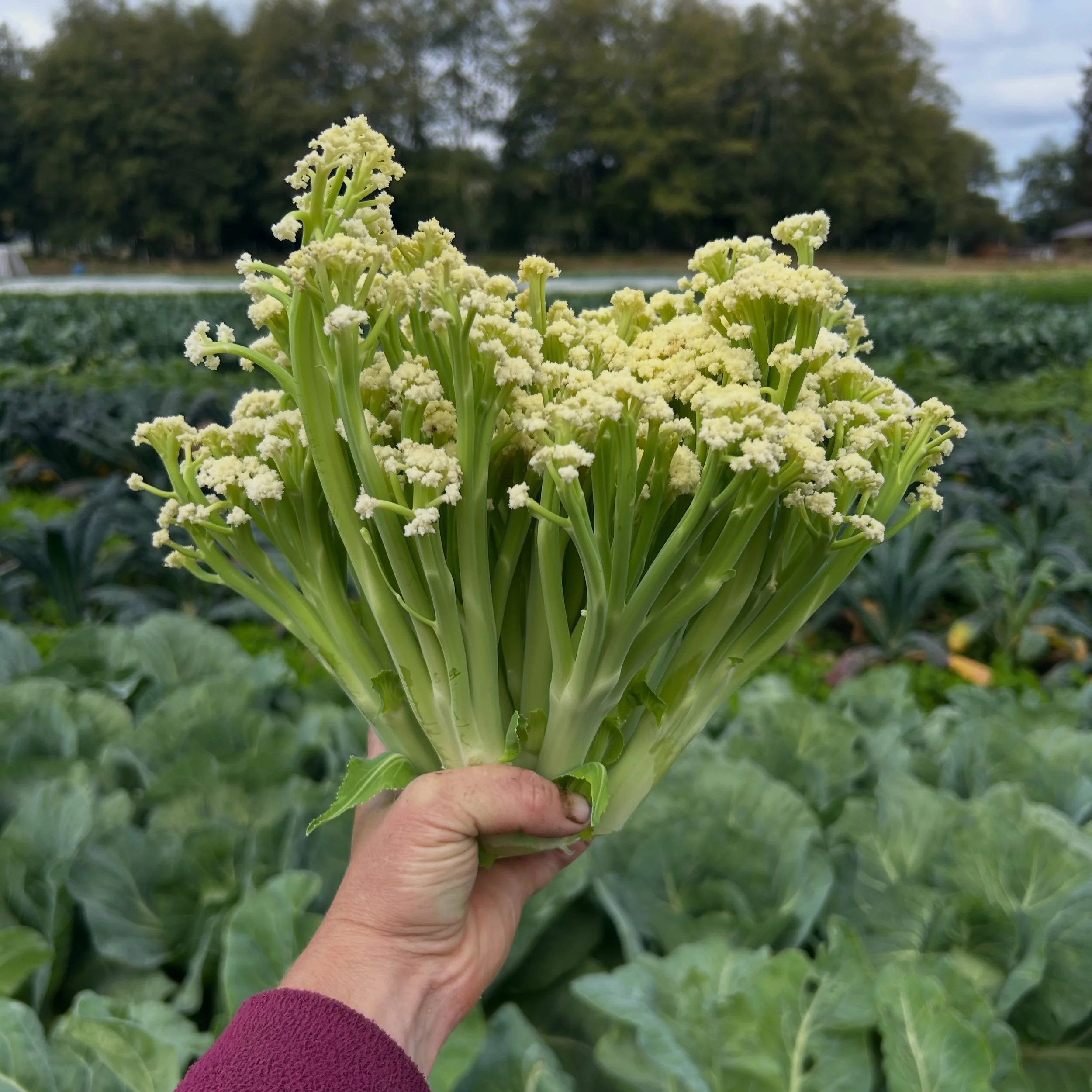I love cauliflower.  And here I am in my 21 first year farming discovering a new kind of cauliflower. 

Finding a new favorite vegetable when you spend your life immersed in growing food is a special type of joy.  Especially when you didn&rsquo;t exp