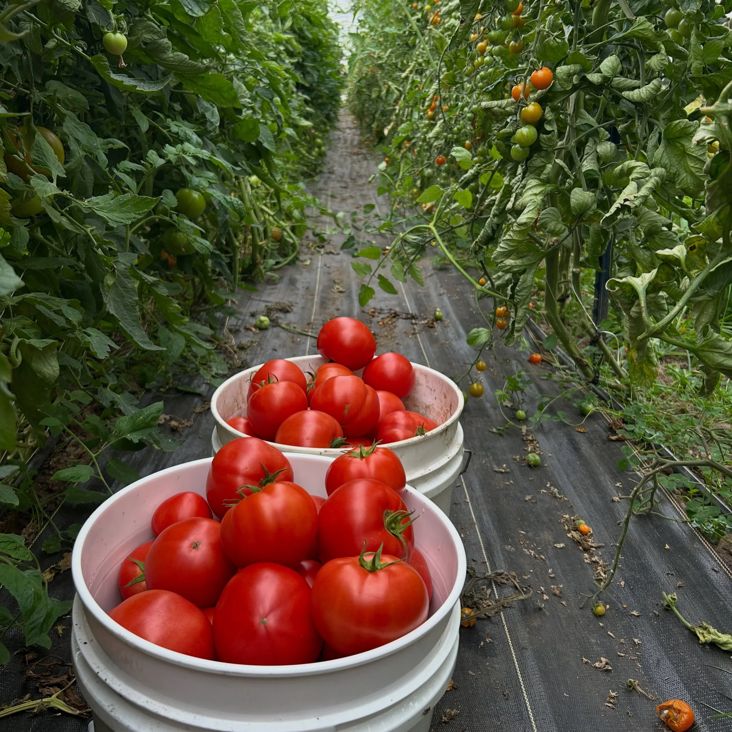 It&rsquo;s Friday night.  I&rsquo;m exhausted after what I hope is the craziest harvest day of the season. 

Suddenly we have a ton of slicing tomatoes.  Which is a great turn of fate after I thought I fried a huge percentage of the crop (leaf prunin