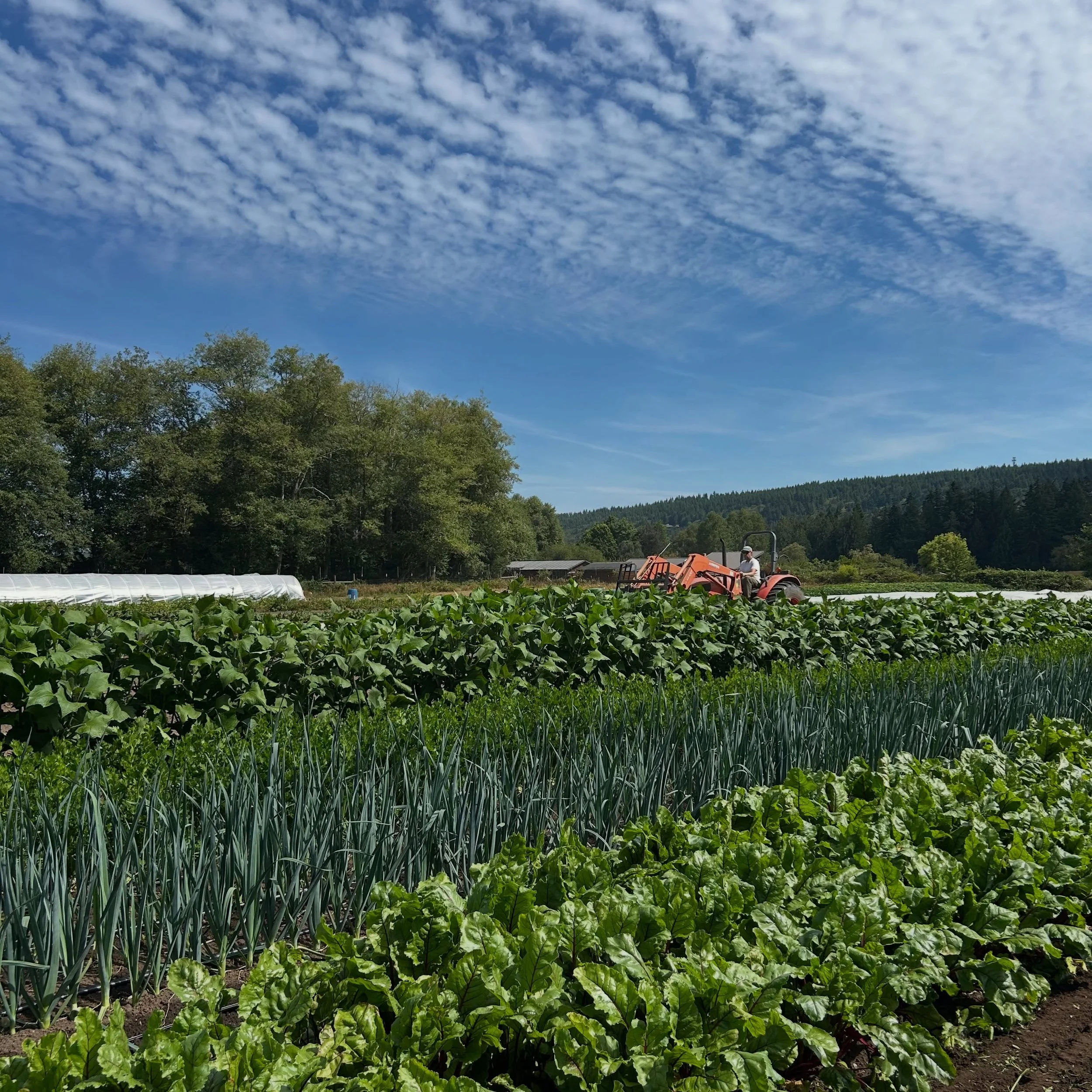 Sometimes you just have to take a moment to enjoy the beauty. 

We have been harvesting food all year.  Literally my crew started back in February with the primary job being digging overwintered carrots.  It&rsquo;s been a long full summer of growing