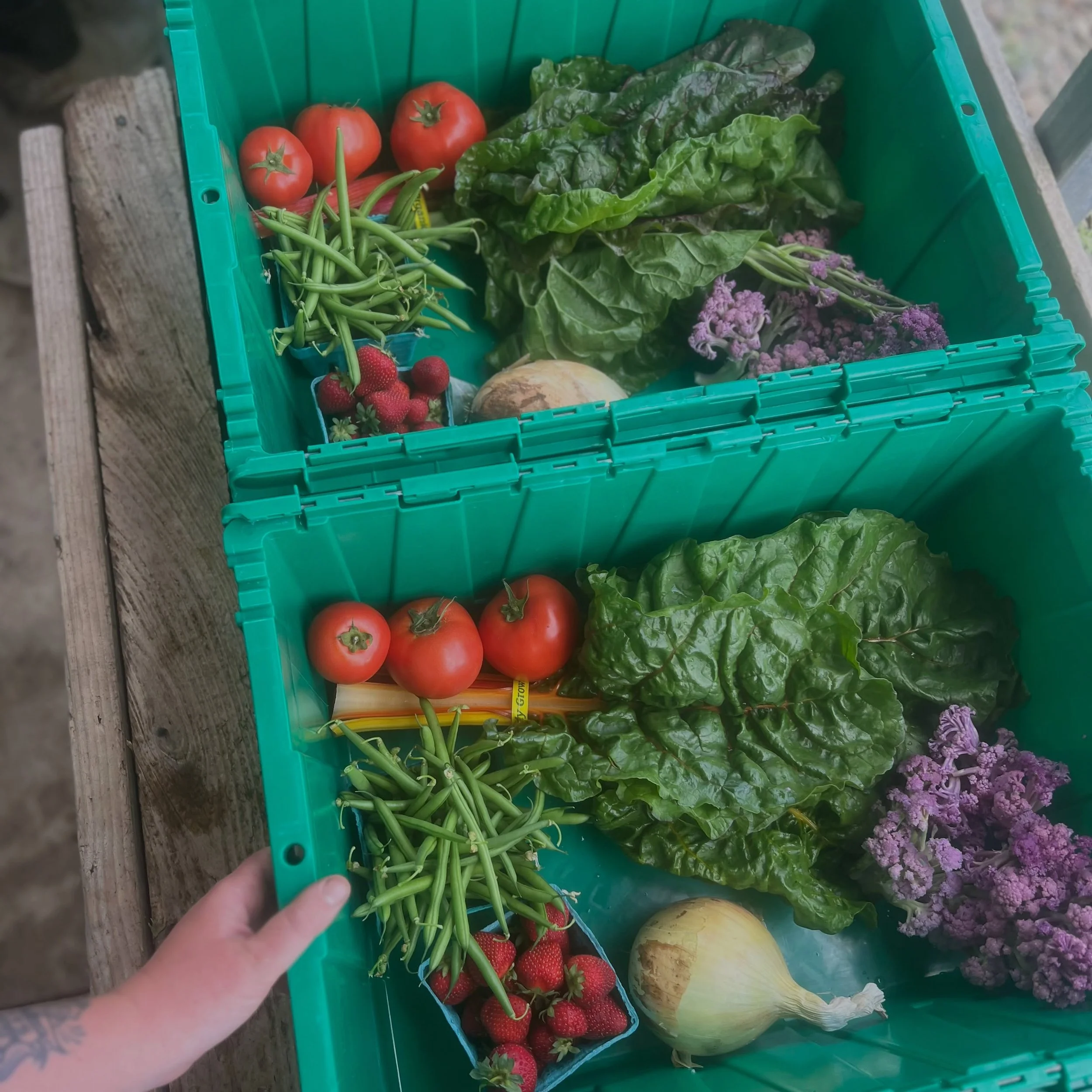 Super grateful to our csa members who committed to supporting us all summer long!  It&rsquo;s been so sweet to pick out the best things the farm has to offer each week for you. 

This week definitely featured a taste of the full rainbow. 

Thanks Rut