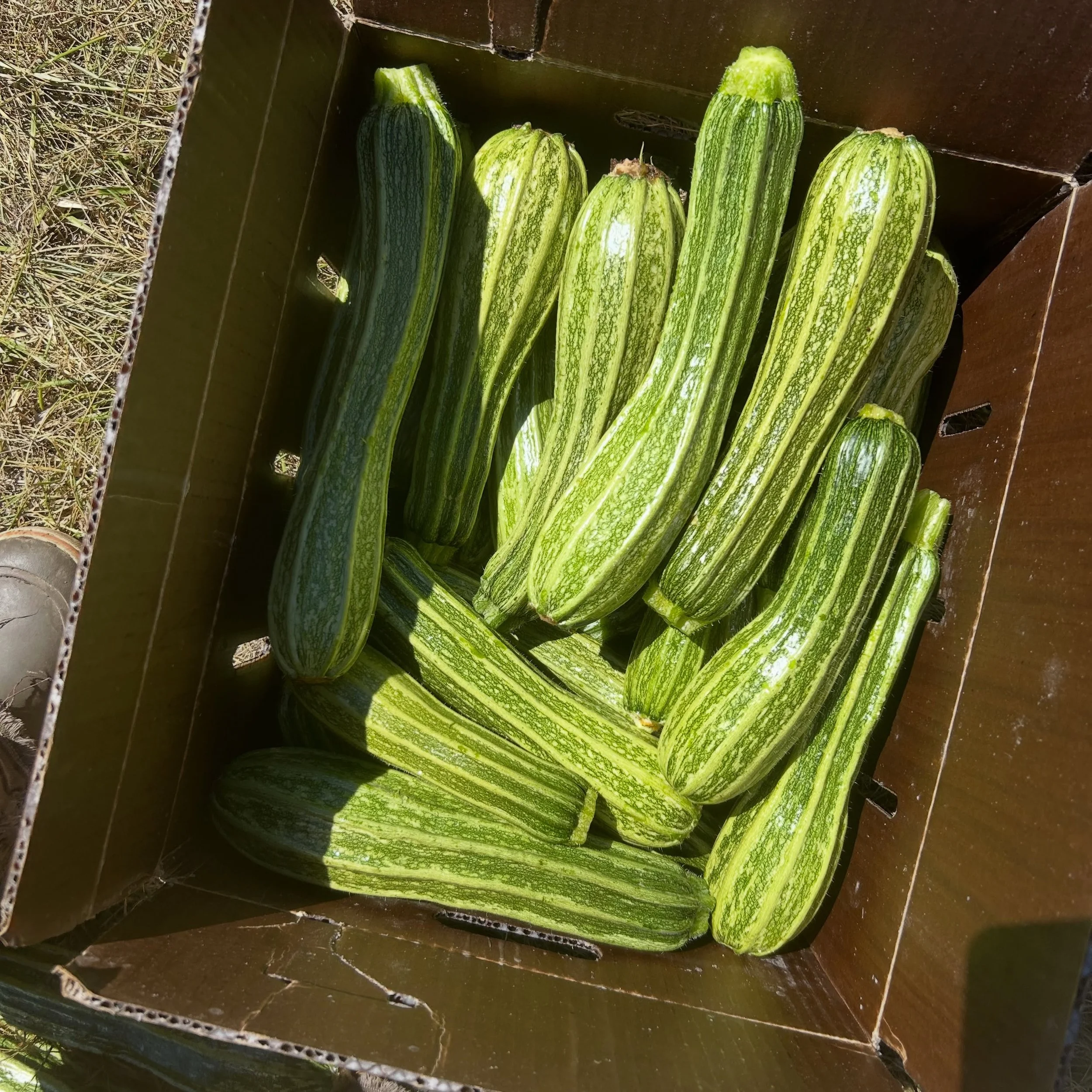 Hella food getting harvested now! 

I&rsquo;m not one to push zucchini on anyone.  But I do really love costata romanesco.  Particularly I have been enjoying them cut longwise and pan fried until brown.  Then layered into a sandwich.  Focaccia, mayo,