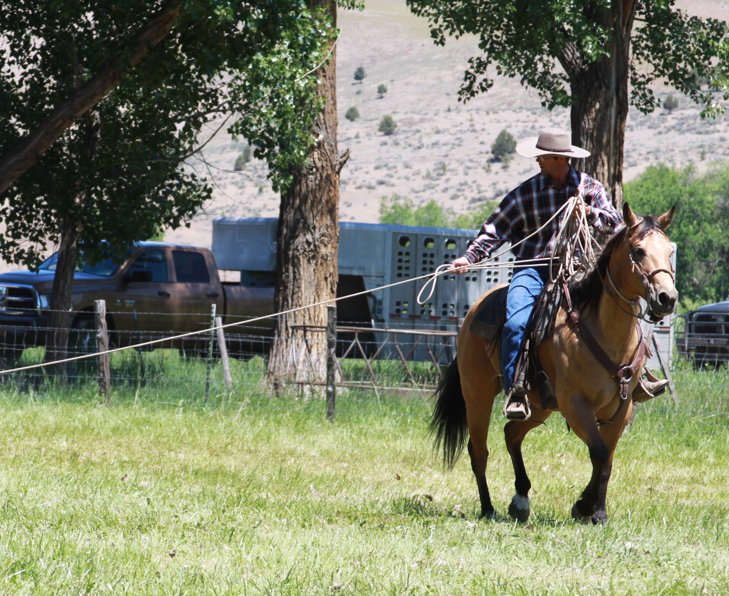 Past Sale Results — Ranchers Horse Sale