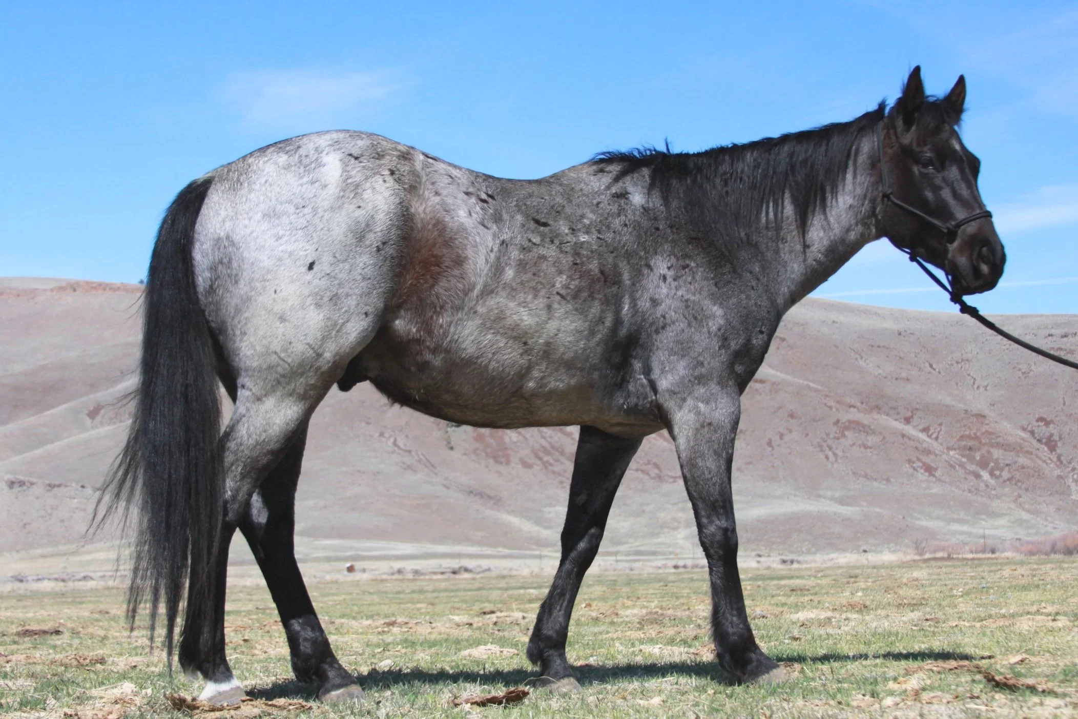 Spur Brand Horses for Sale — Ranchers Horse Sale