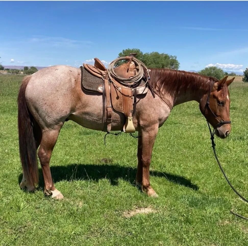 Are you looking for a young horse with solid breeding and a good foundation? Don't miss the High Desert Quarter Horses sale in Redmond, Oregon THIS SATURDAY July 9, 2022. The Anderson family hosts a wonderful sale and offers a set of high quality hor