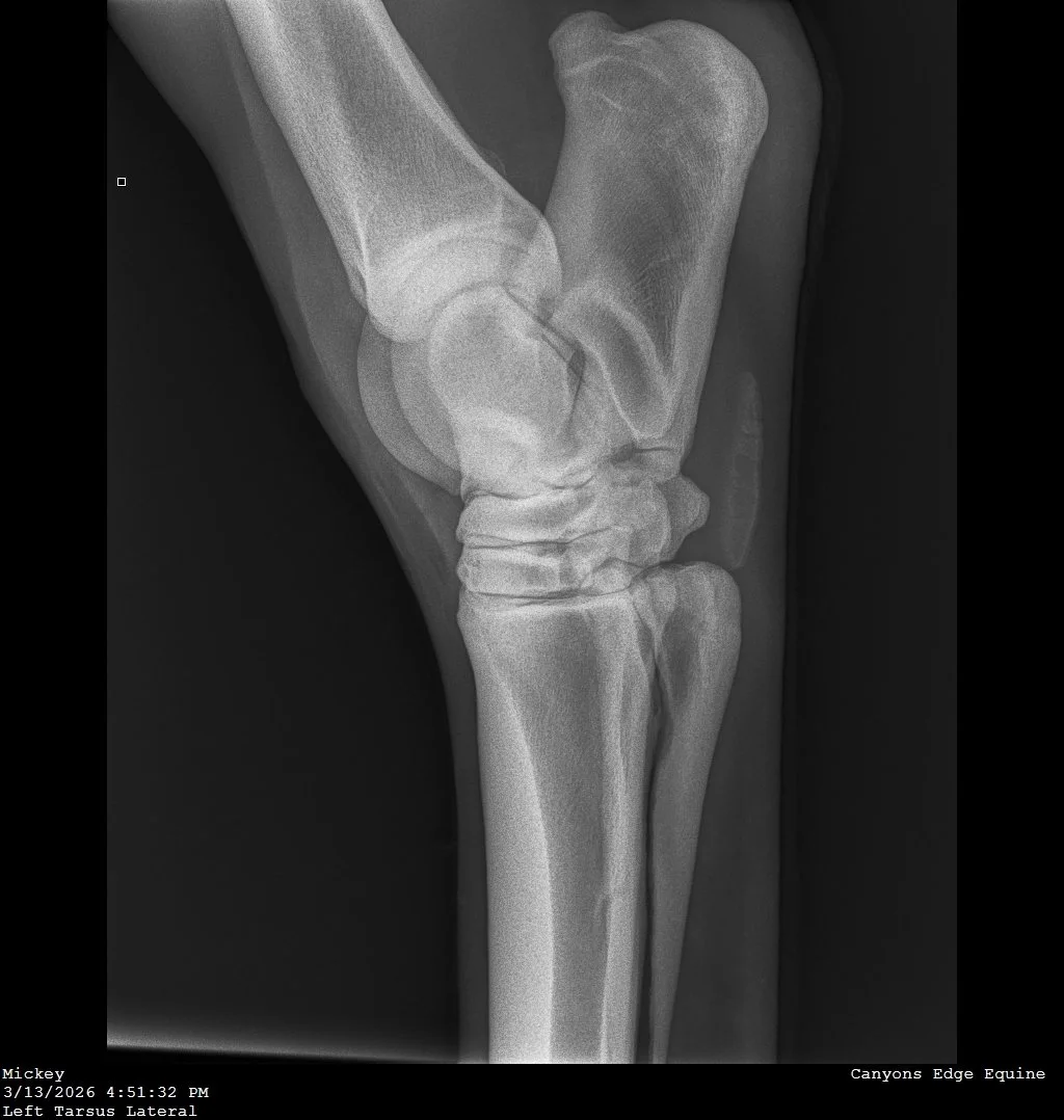 Eldridge,_Marlow_Mickey_Mickey_Tarsus (Hock)-Left Tarsus Lateral-3_16_2026-2_35_05 PM-727.JPEG