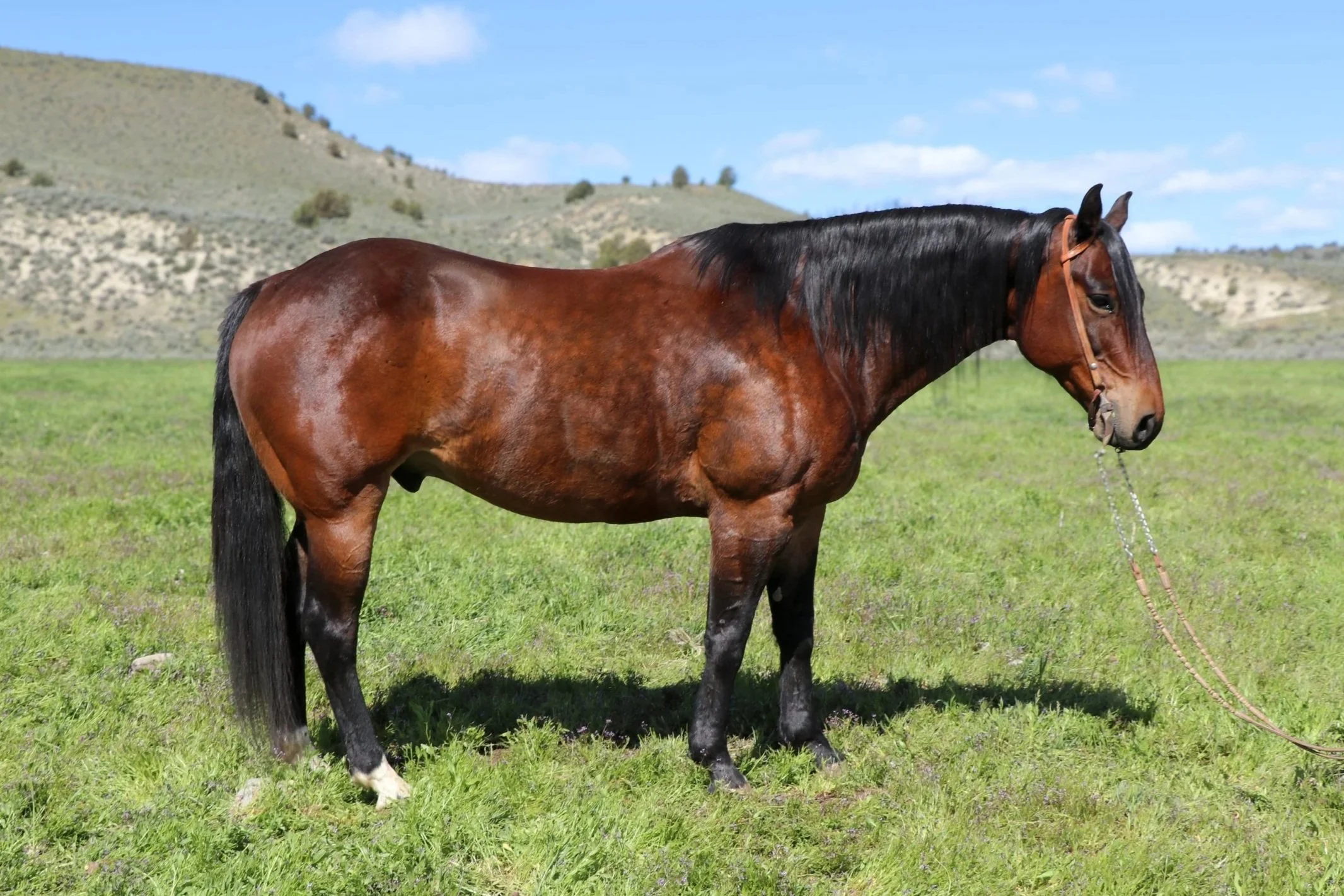 LOT 18 SPECTER