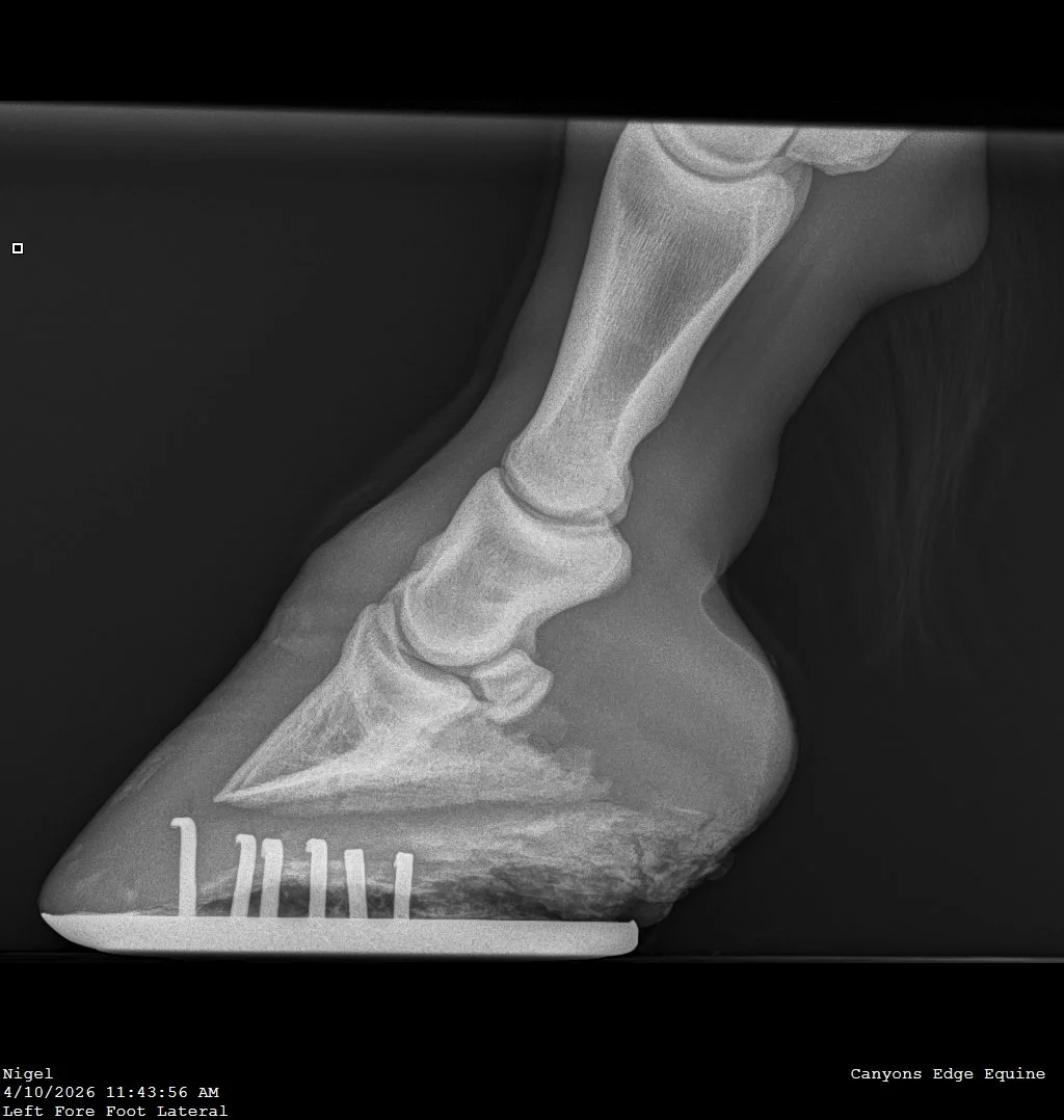 Llyod,_Taylor_Nigel_Nigel_Fore Foot-Left Fore Foot Lateral-4_10_2026-11_53_39 AM-821.JPEG