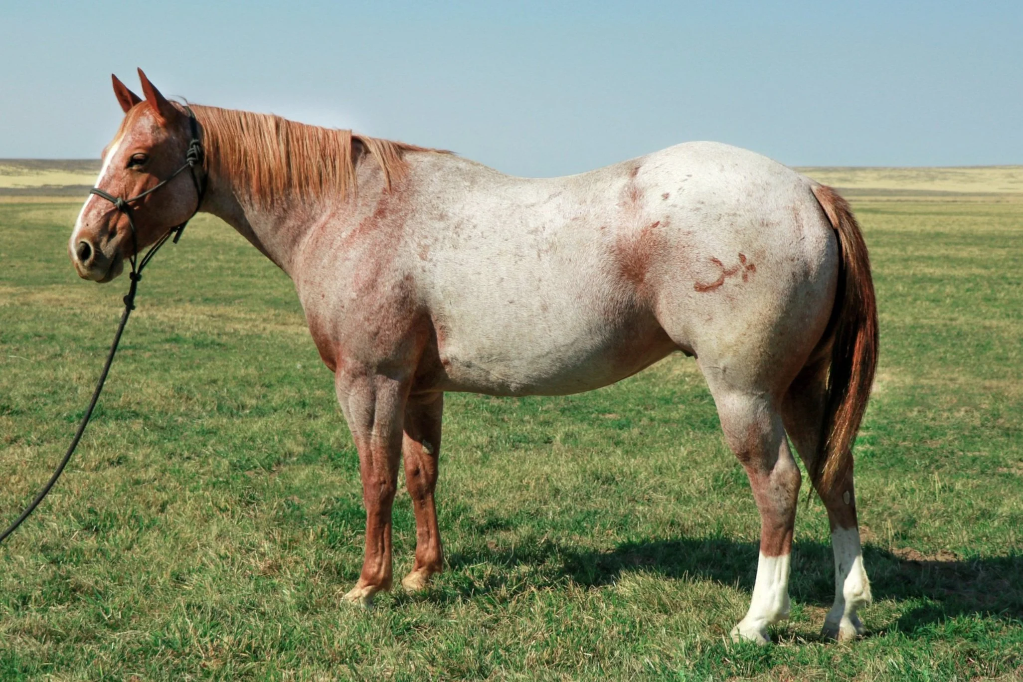 Spur Brand Horses for Sale — Ranchers Horse Sale