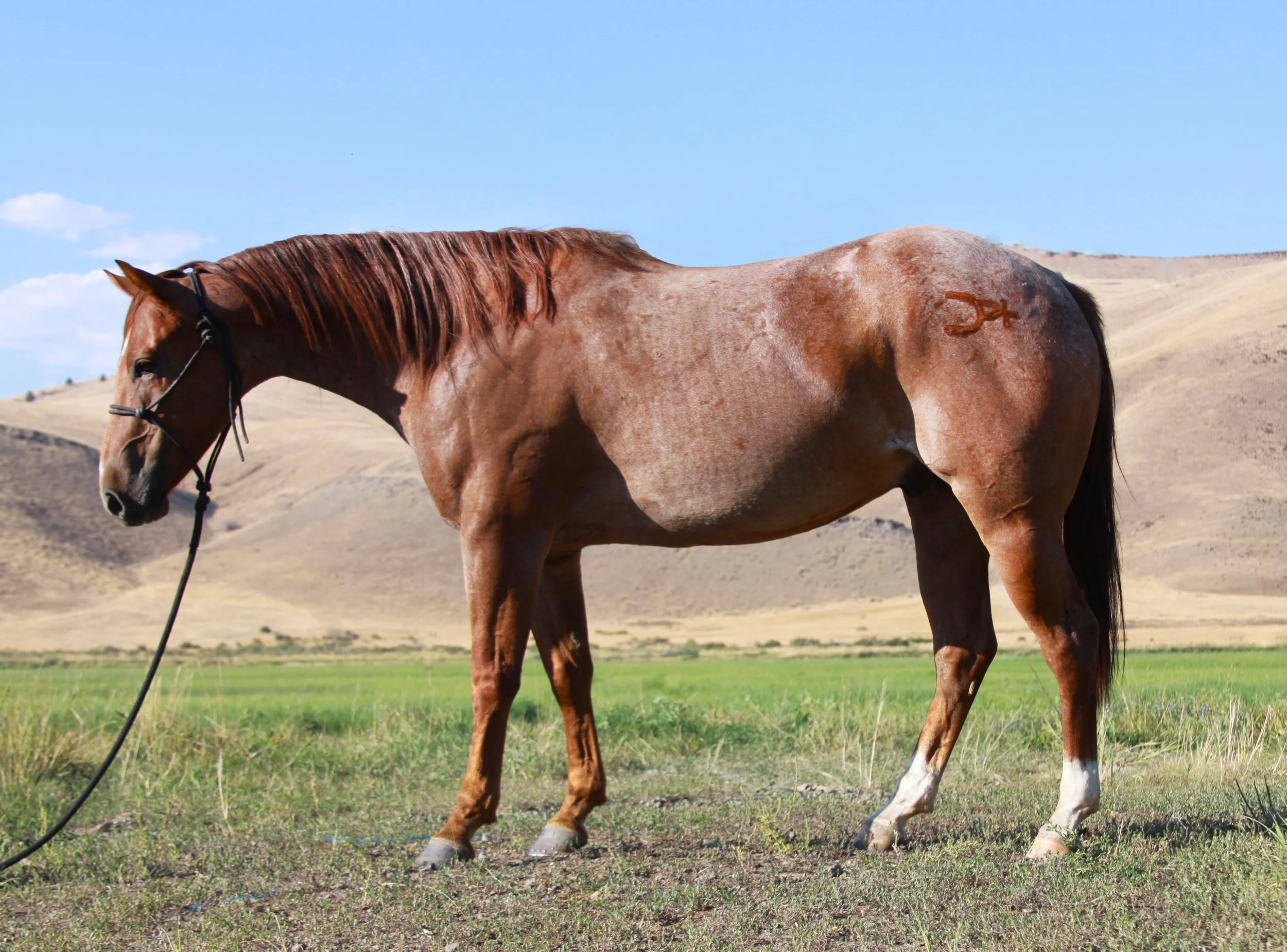 Spur Brand Horses for Sale — Ranchers Horse Sale