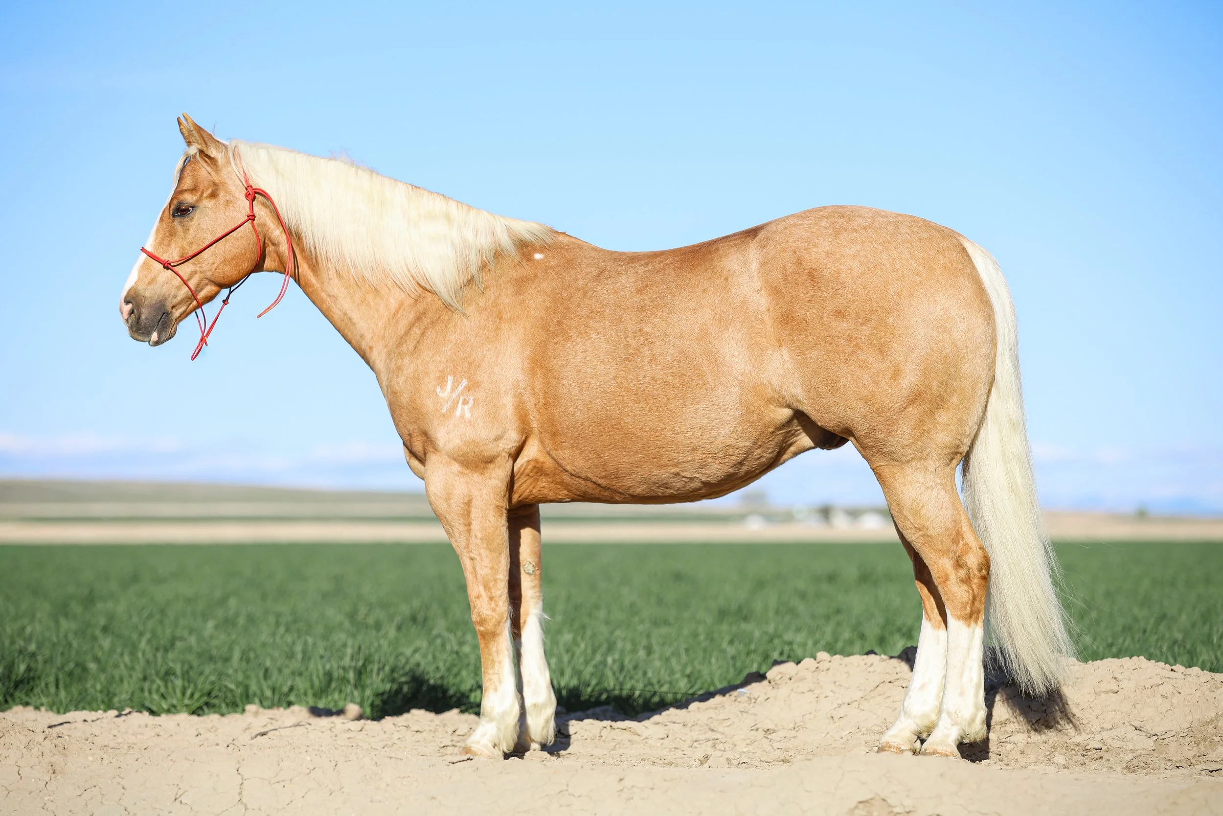 LOT 14 HEZA SPARKY PLAYBOY {JUNIOR}