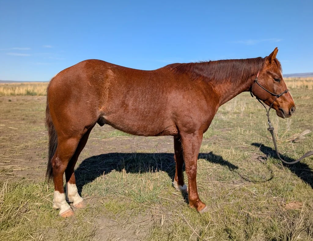 LOT 30 LITTLE GENTLEMAN {EDDIE}