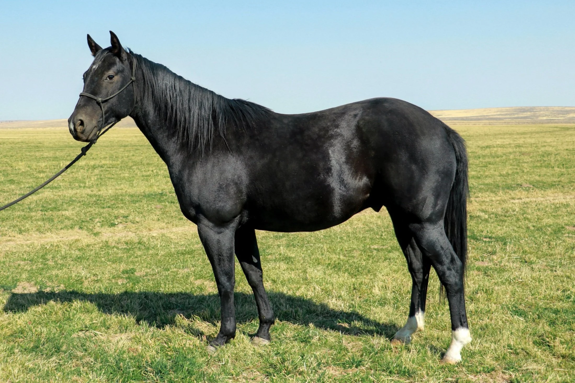 Spur Brand Horses for Sale — Ranchers Horse Sale