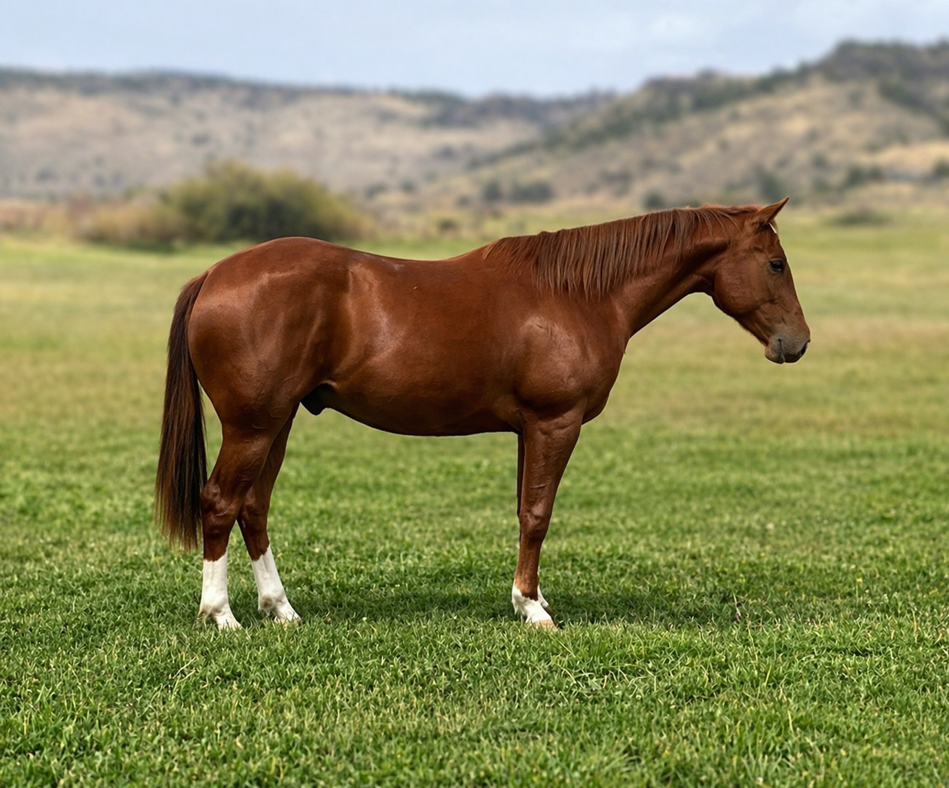 LOT 28 RSR SWALLOW FIRE {GUS} 