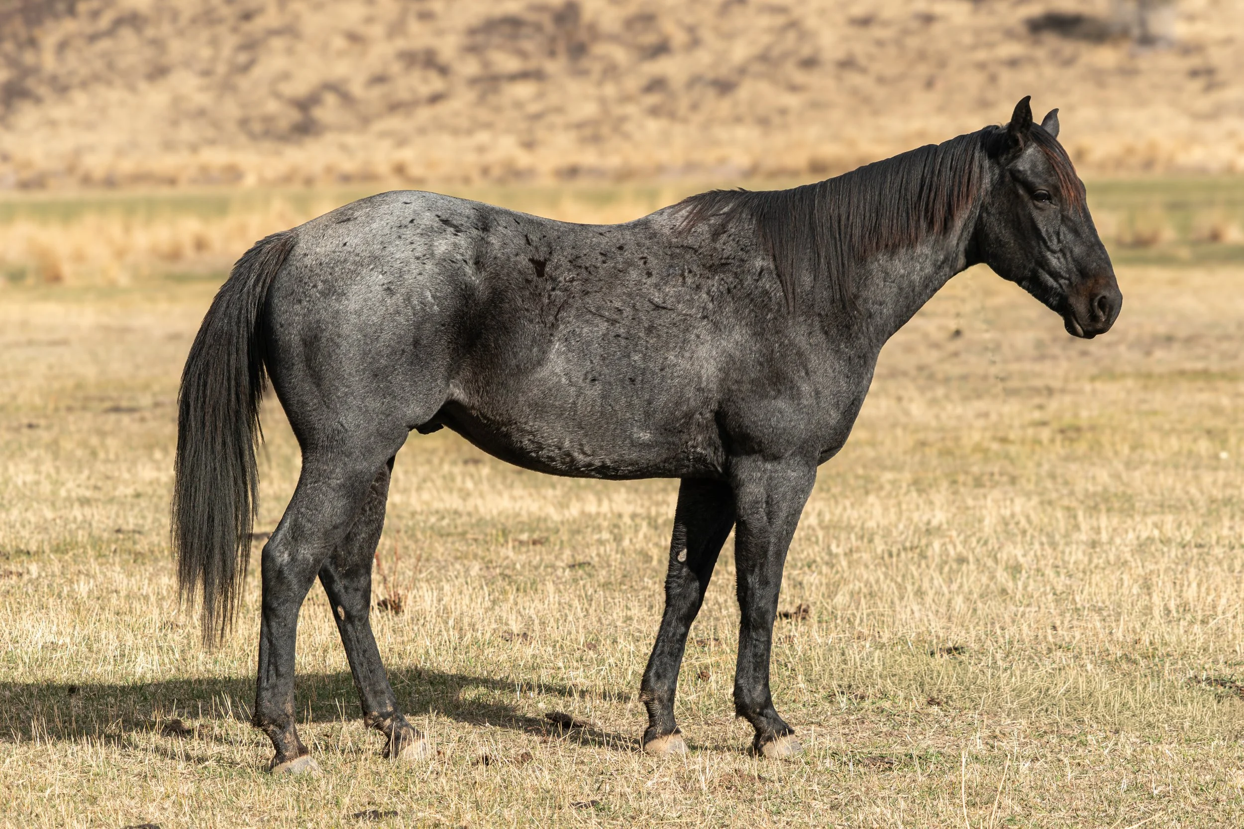 LOT 3 BOSCO