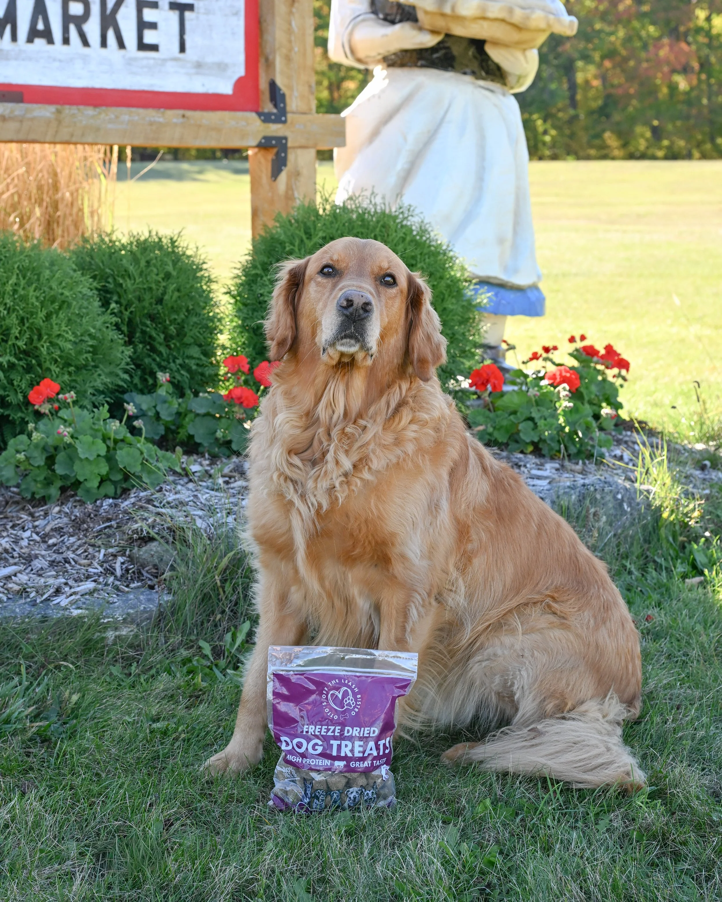 Archer-sign-dogtreats-FW.jpg