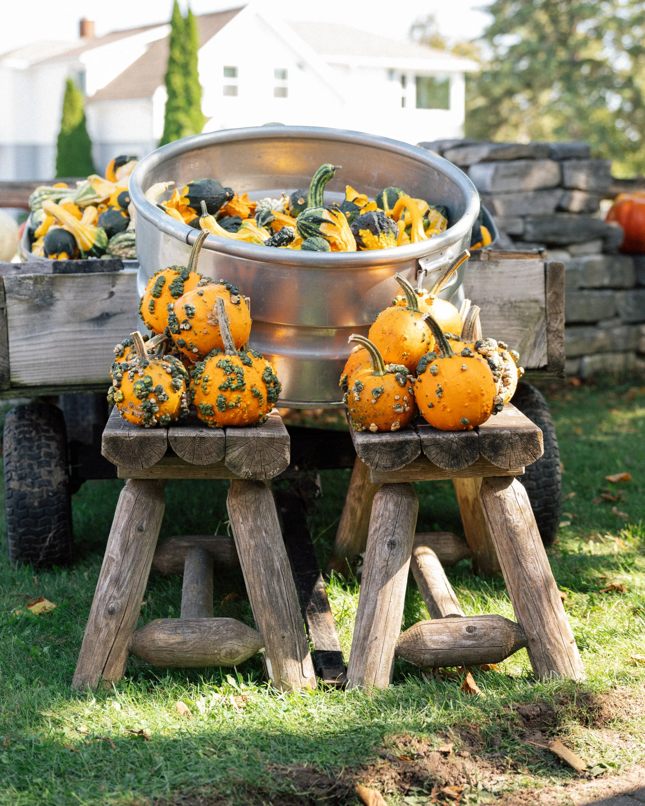 pumkins-2.jpg