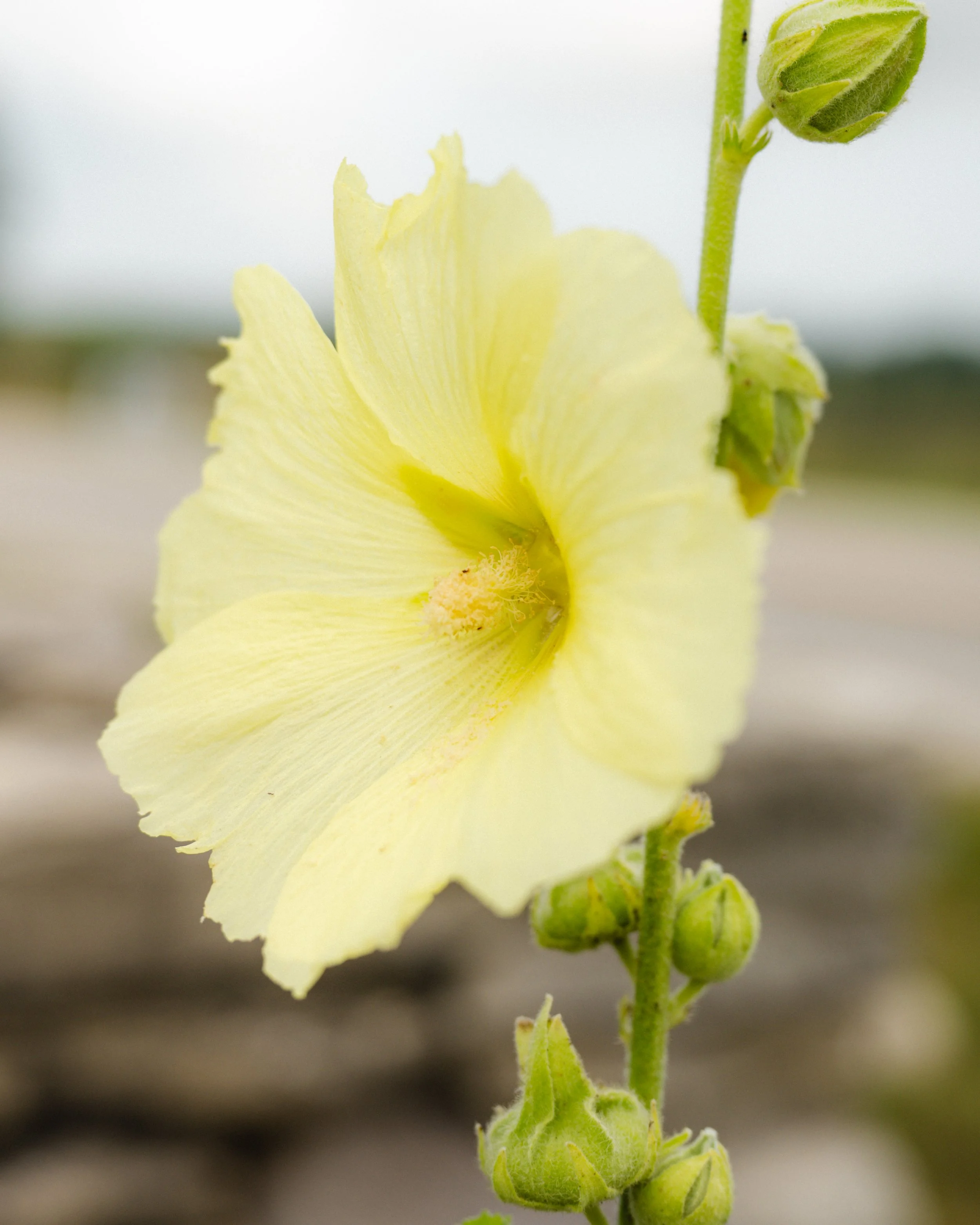 Flower-1-FW.jpg