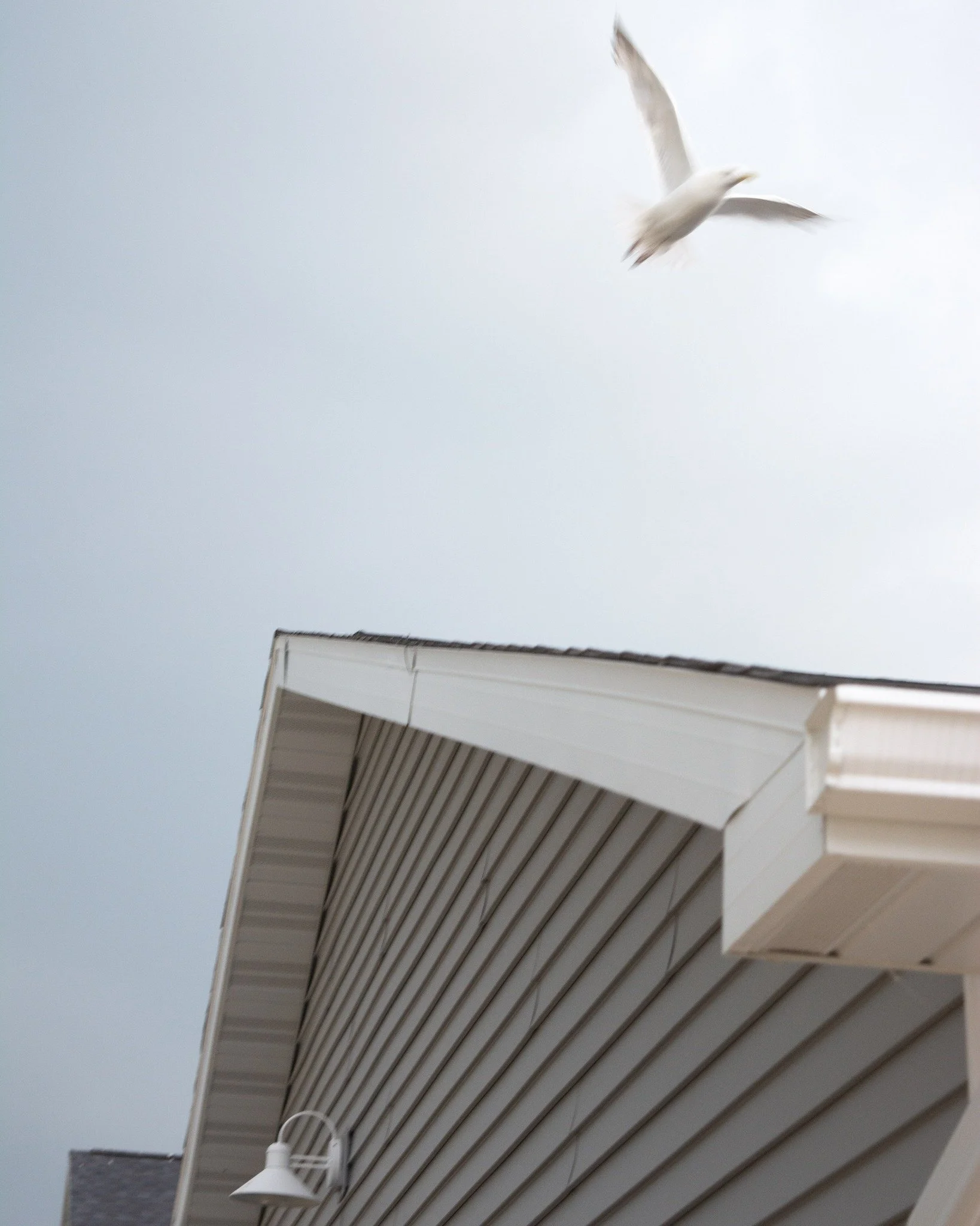 One Flew Over the Cuckoo's Nest
Sturgeon Bay, July 2025