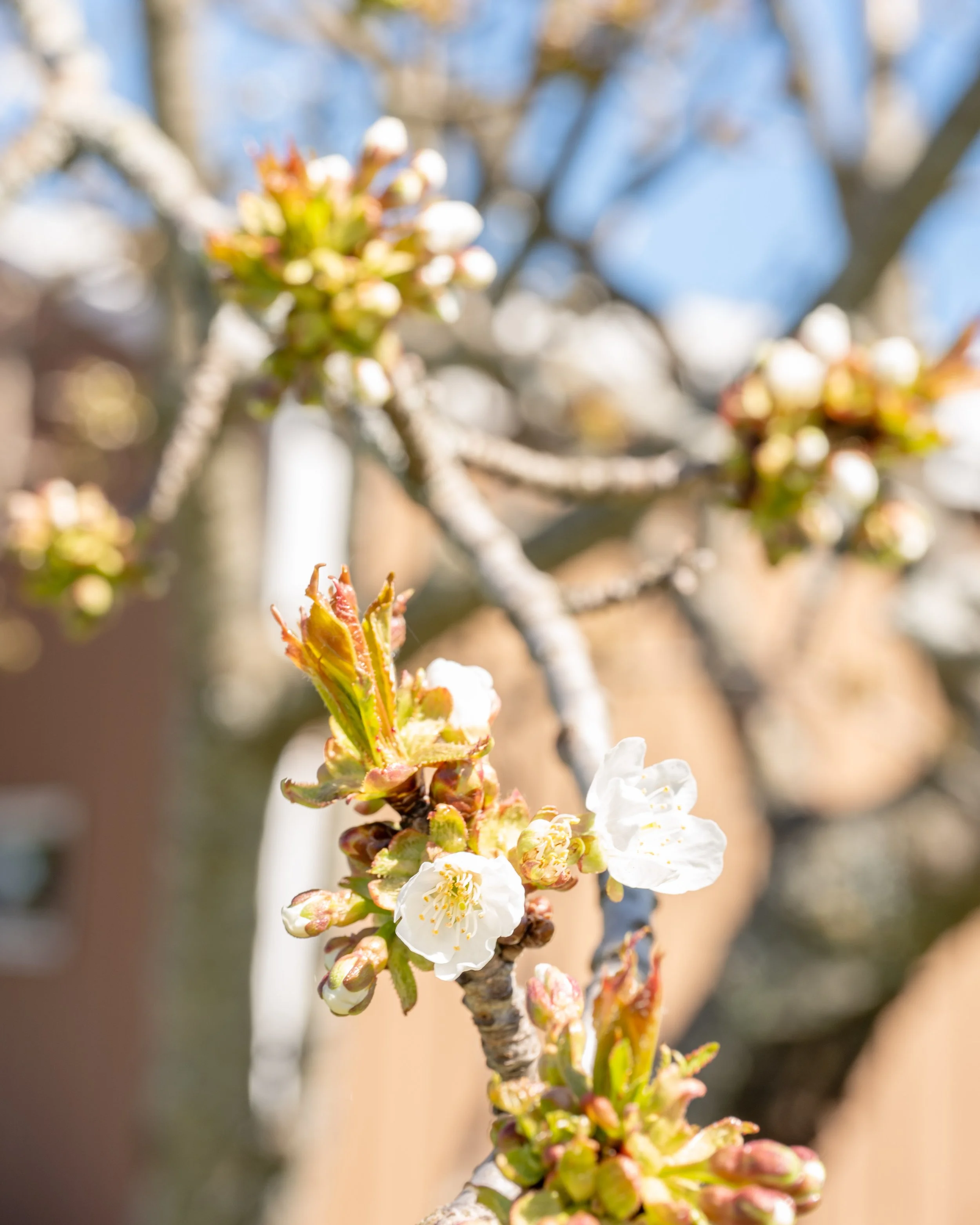 Bloom-2-FW.jpg